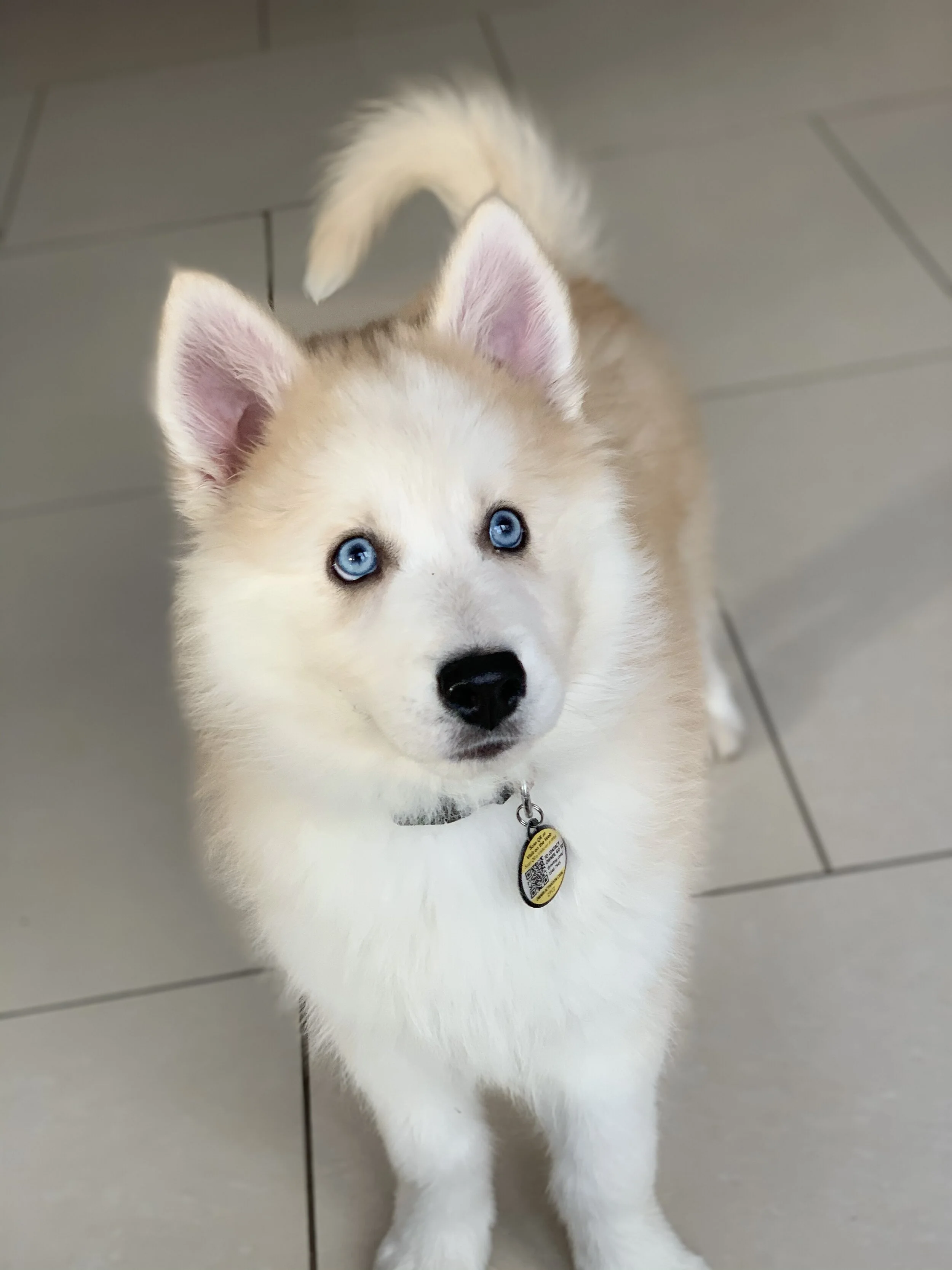 Bear