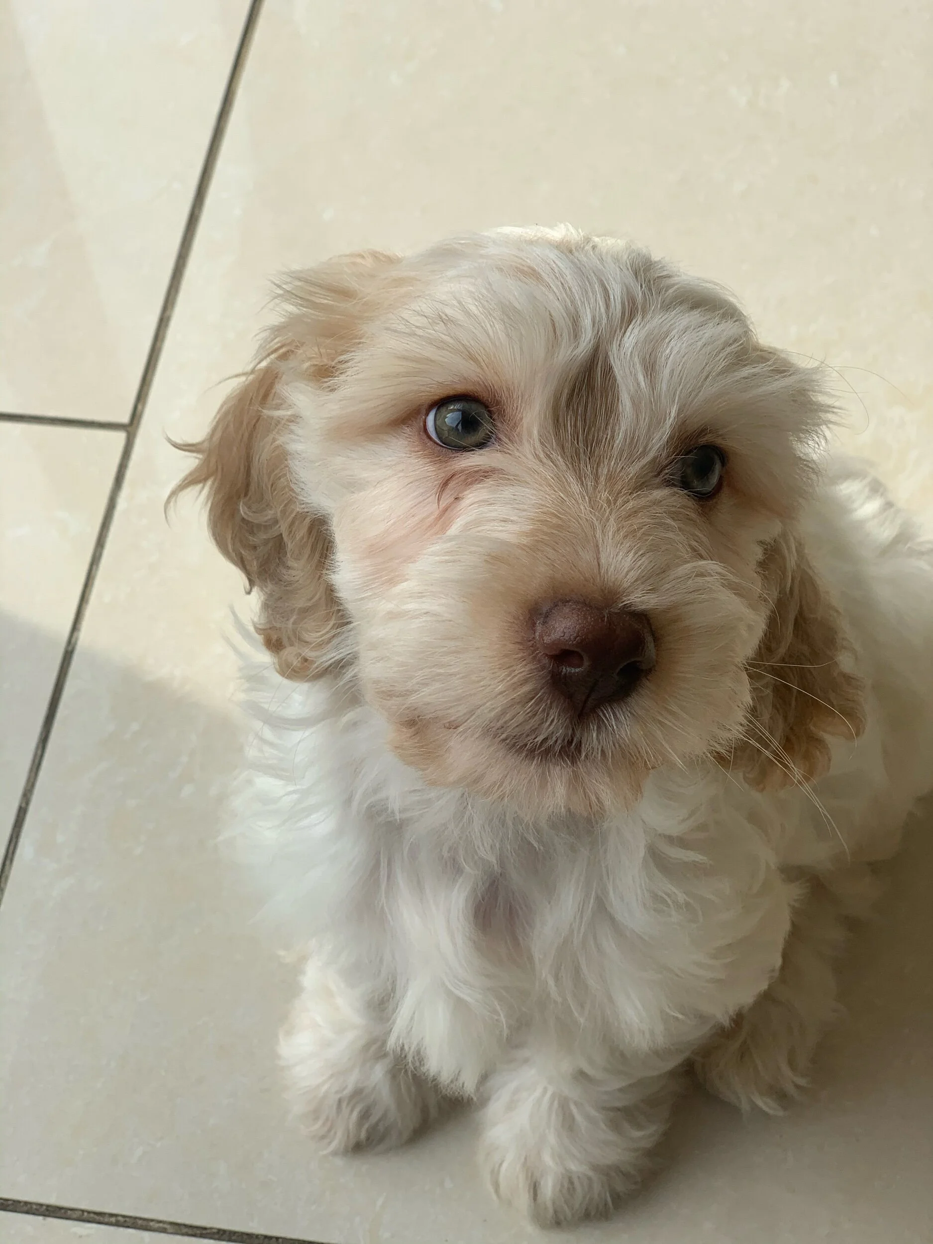 Loki