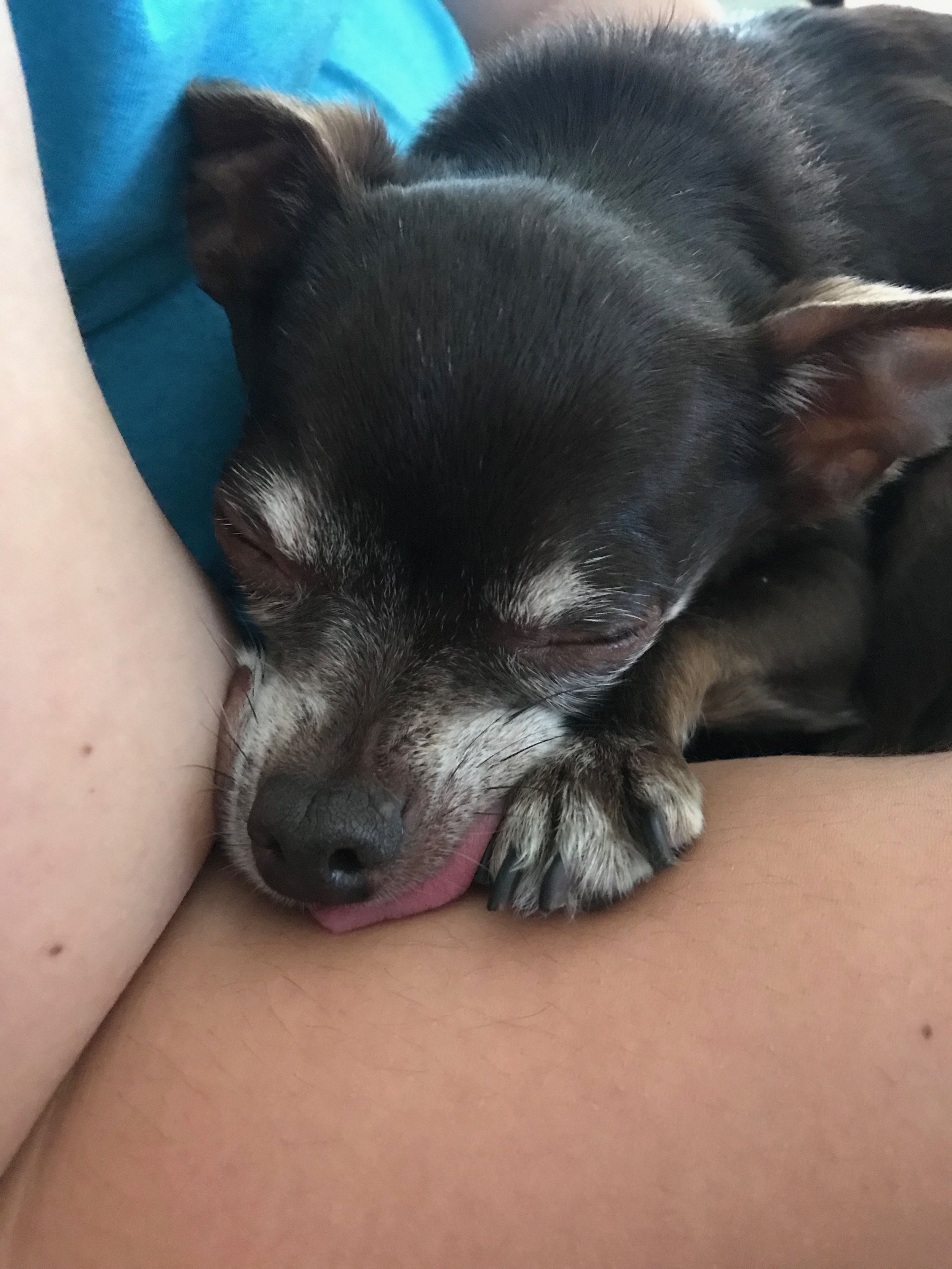 Snoozing, as usual. ☺️