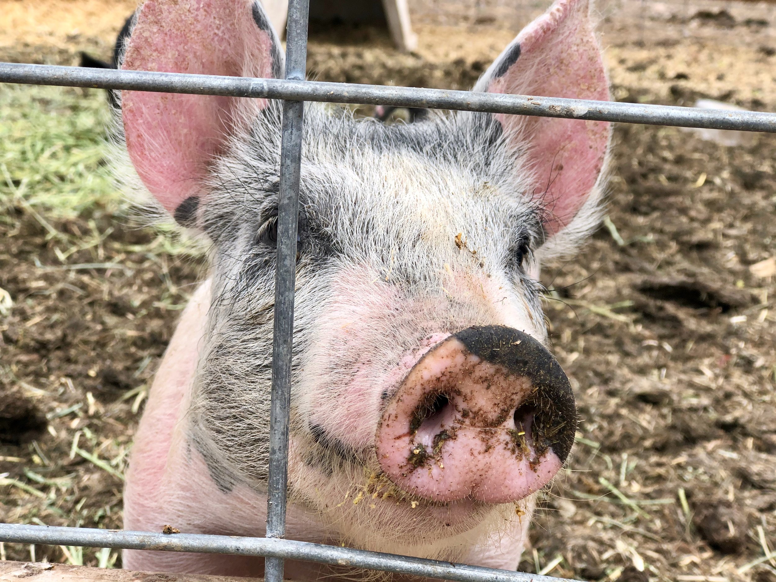 The Best Animal Protein for Nature, Health, Economy