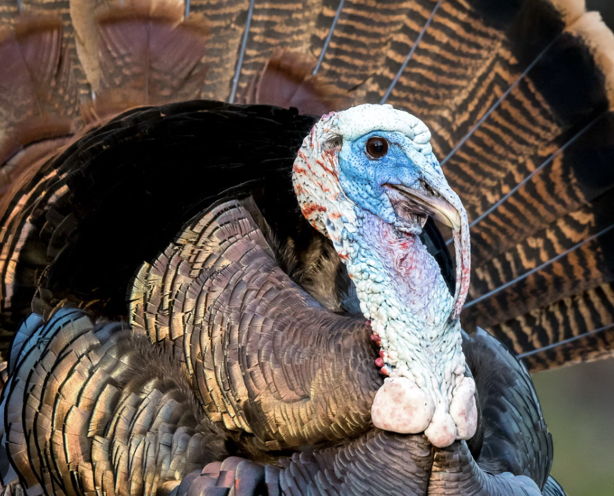 It May Not Be Turkey Making You Tired 