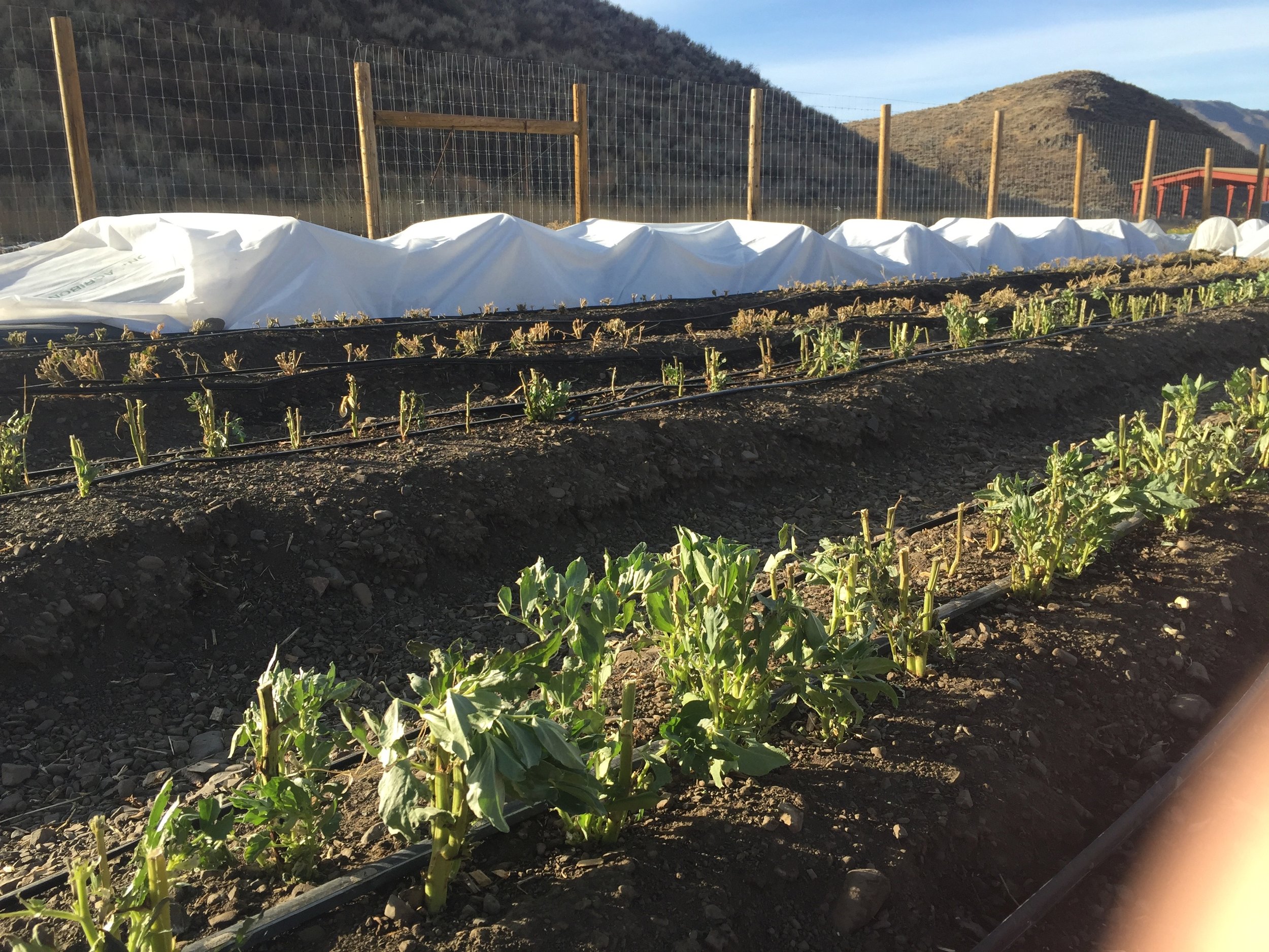 Glyphosate, grassroots and the power of small choices.