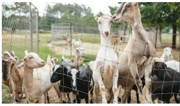 Goats roaming up and down the street 