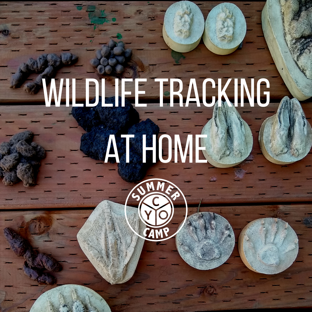 wildlife tracking at home.png