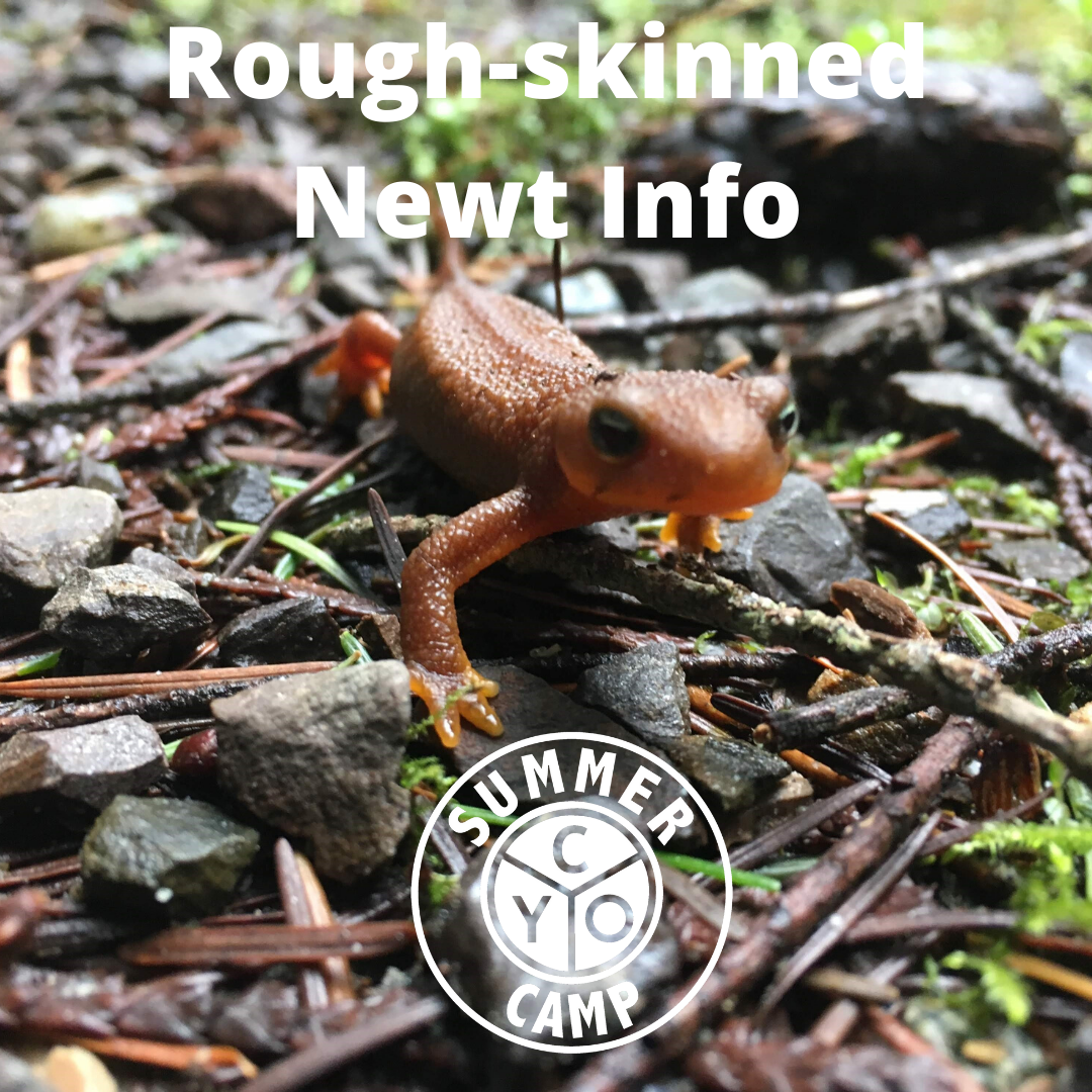 Rough-skinned Newt Info.png