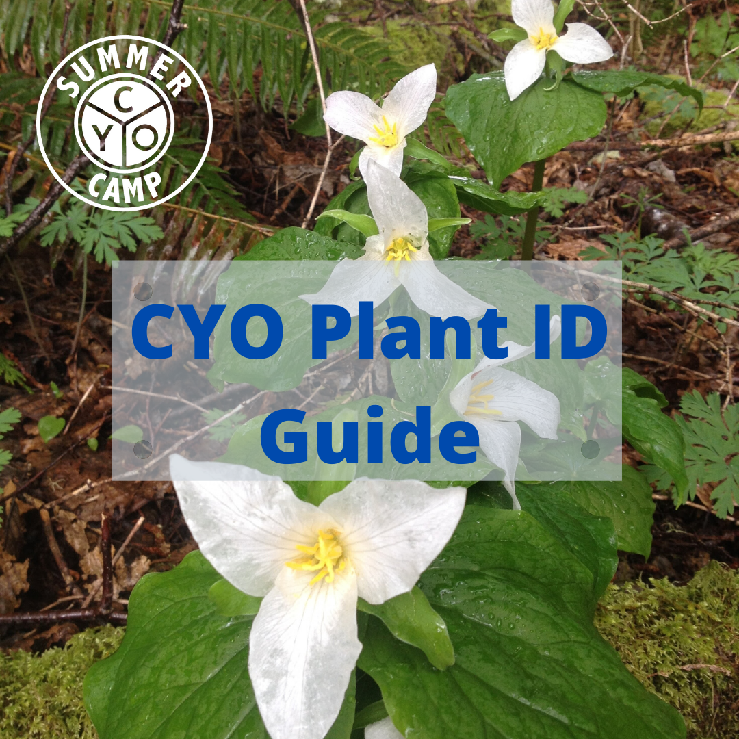 CYO Plant ID Guide.png
