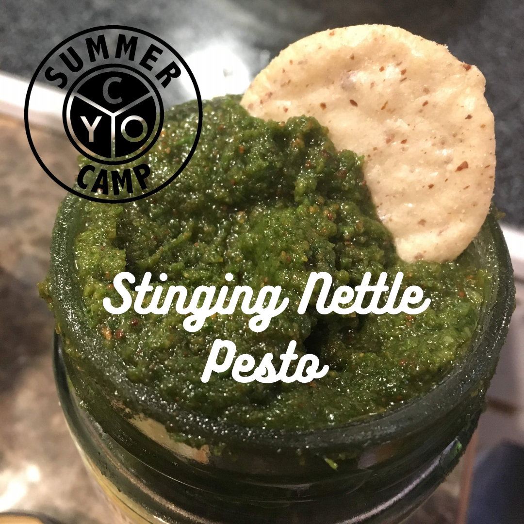 Stinging Nettle Pesto.png