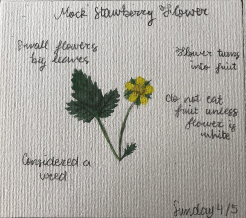  Something I have enjoyed doing is painting flower specimens. At school we’ve had a class called nature study that I've been doing since kindergarten. This class is where we go out and find some type of plant to draw or paint and then study afterward