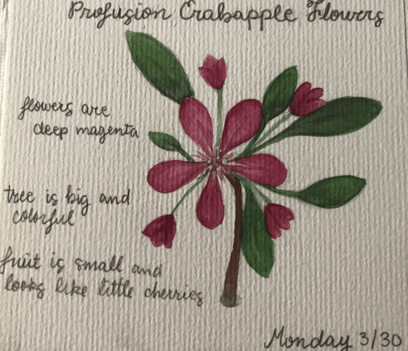  Something I have enjoyed doing is painting flower specimens. At school we’ve had a class called nature study that I've been doing since kindergarten. This class is where we go out and find some type of plant to draw or paint and then study afterward