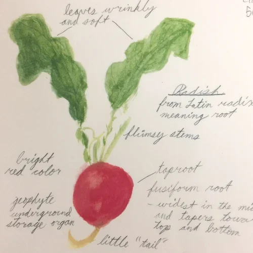 Radish2.webp