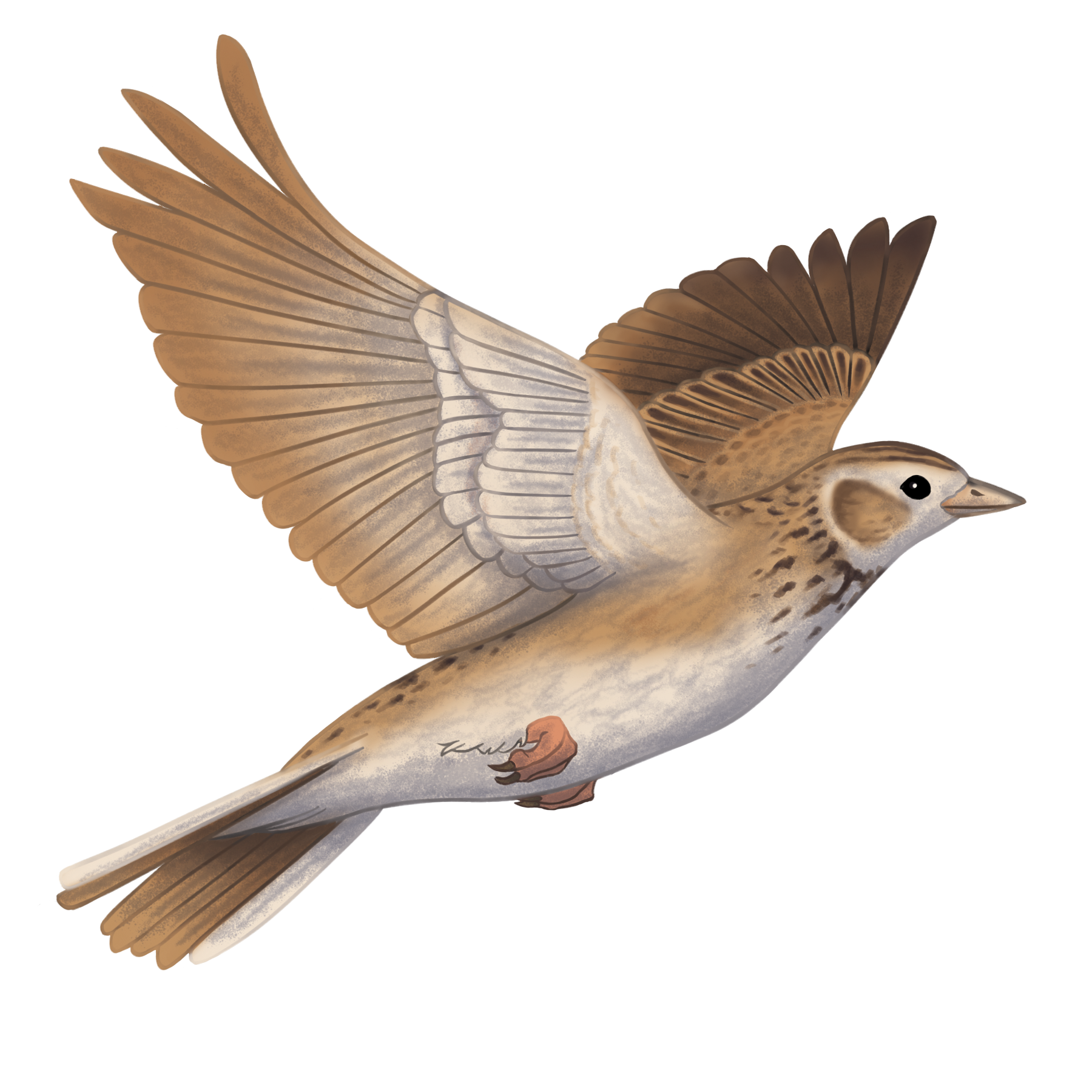 Viktoria Hunyadi | Director of Admissions and Marketing