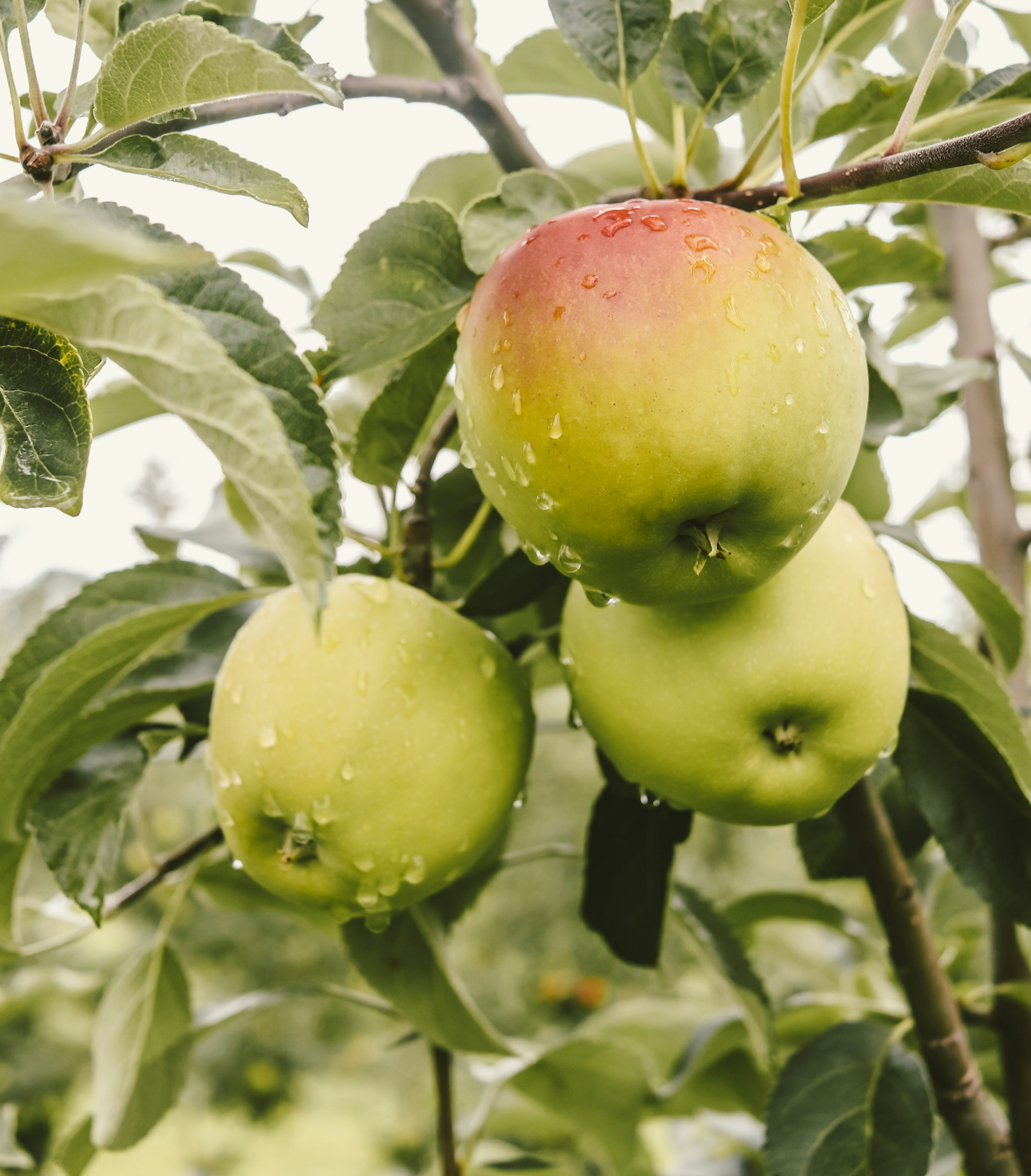 An Apple a Day, an Idea a Day