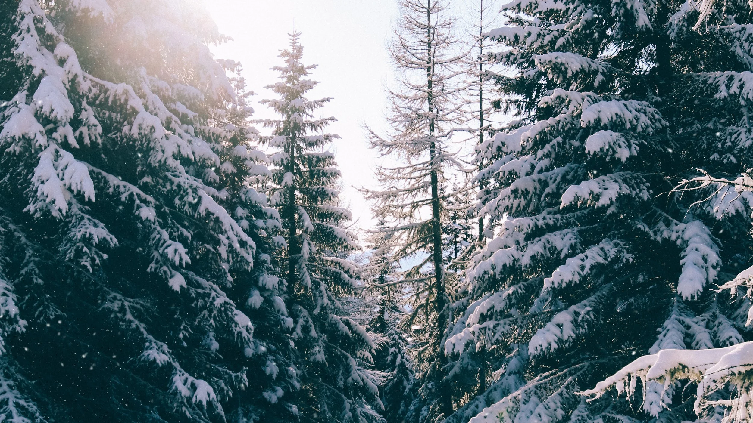 ChristmasSnow 3.jpg