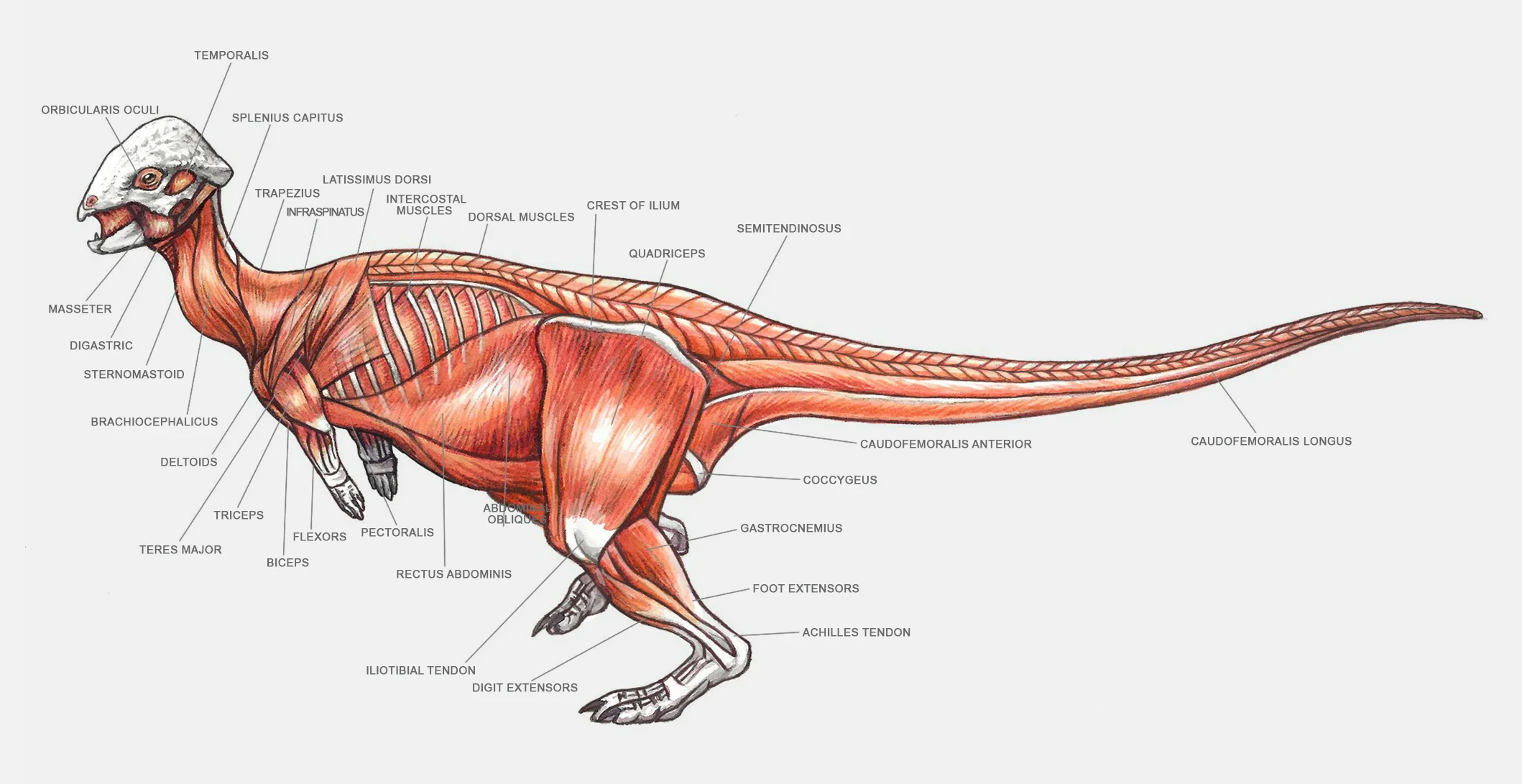 Stegoceras.jpg