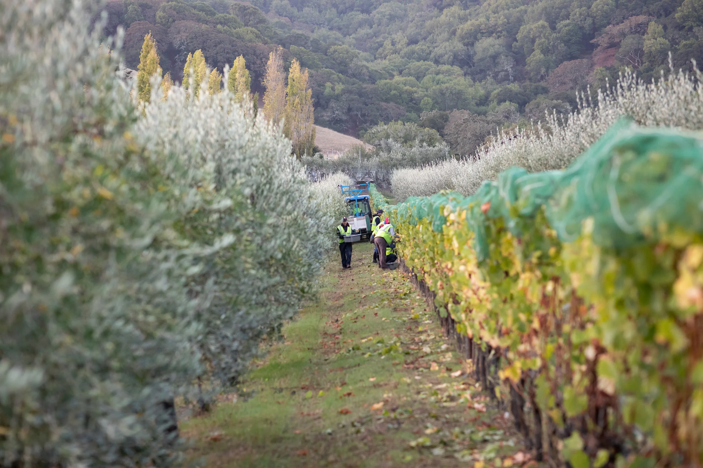 Darling Wines - Petaluma Gap Harvest 2018 - Small Size (60 of 91).jpg