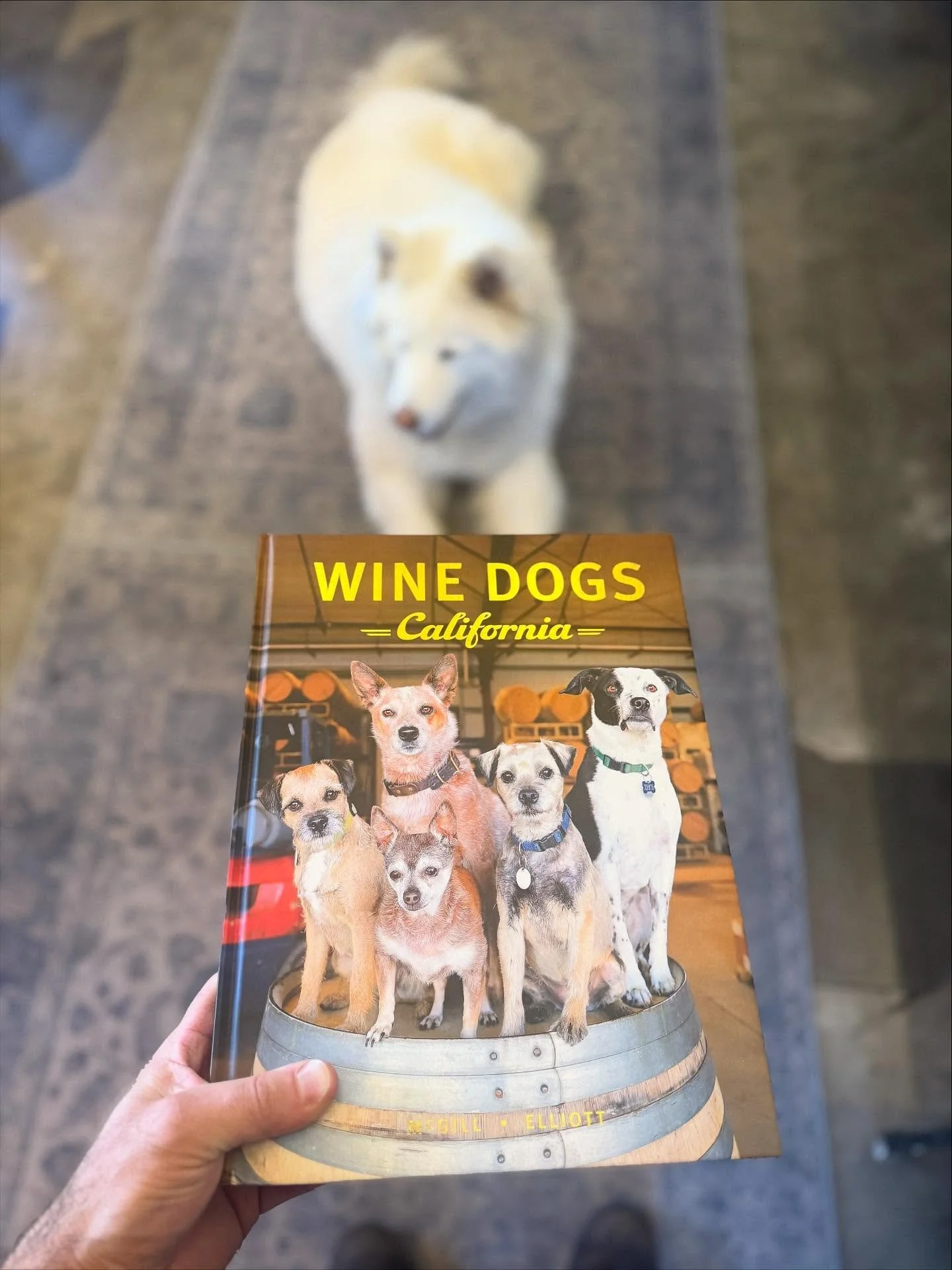 FOR IMMEDIATE RELEASE 10/20/25

Mr. Mylo Darling 🐻&zwj;❄️ has secured his spot in the latest edition of the critically acclaimed @winedogs_hq 

The campaign, months in the making, included strategic vineyard appearances, subtle tail wagging, and an 