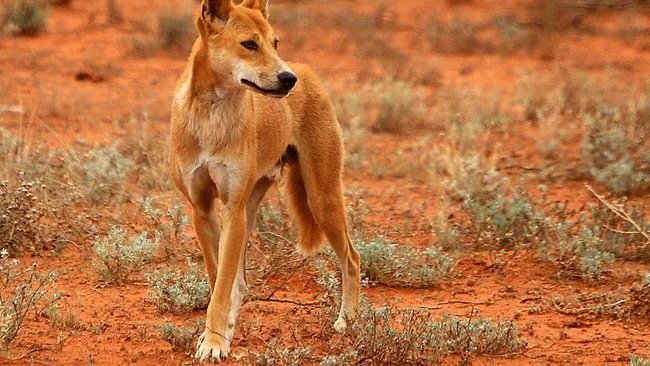 319417-dingo.jpg