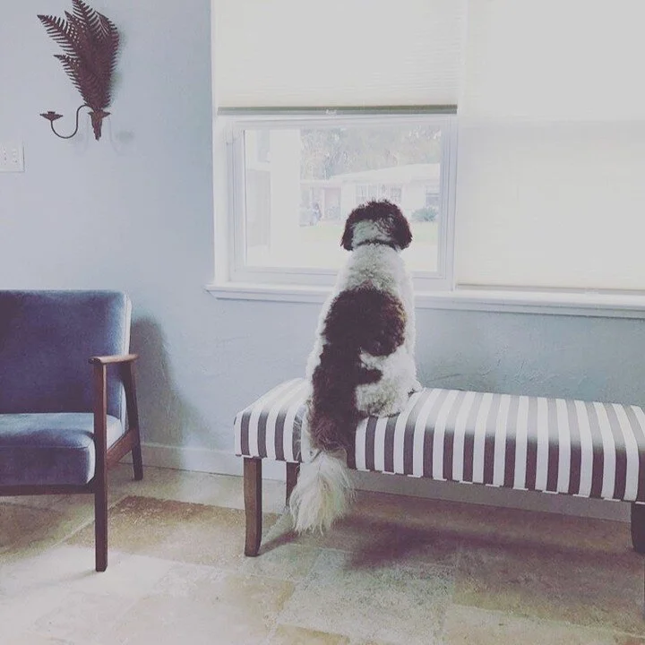 suka, sweetest dog. 
#labradoodle #australianlabradoodles