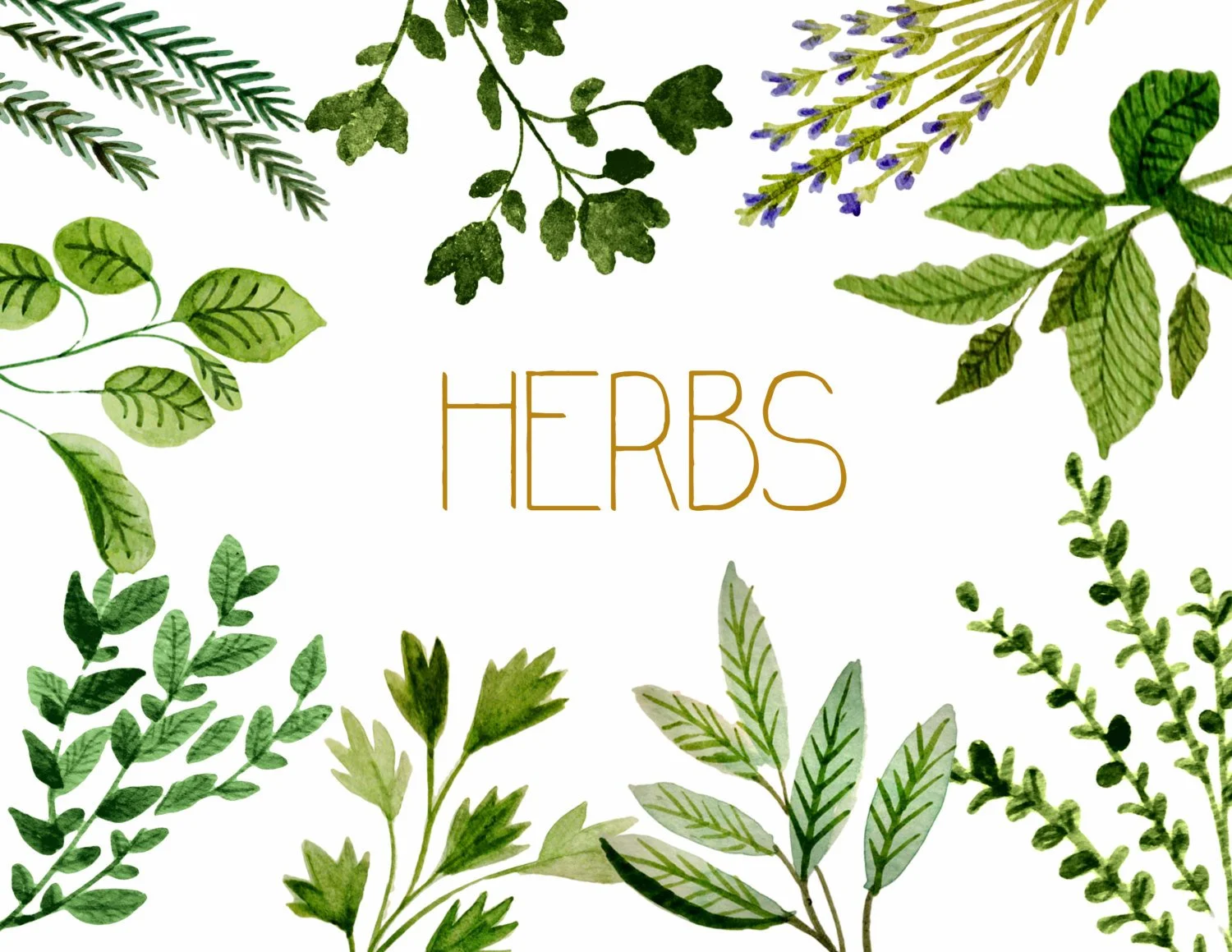ESSENTIALS.[H].ERBS