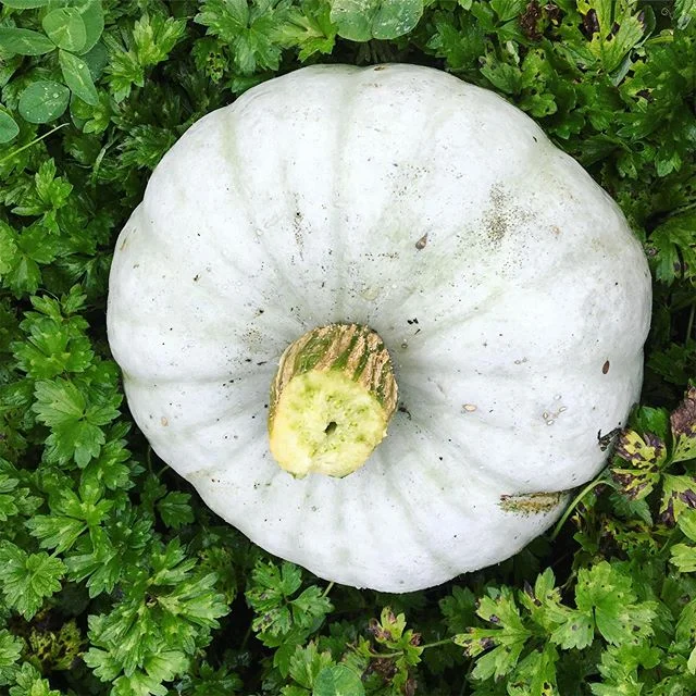 Kabocha squash! This is the &ldquo;Hokkaido&rdquo; variety. Kabocha has an exceptional sweet flavor, even sweeter than butternut squash. When roasted, it is similar in texture to a baked potato and similar in flavour to a sweet potato/pumpkin combina