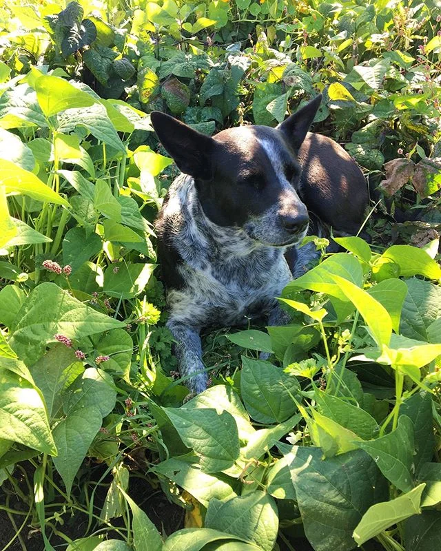 Sacha the dog. Not great at picking beans but really good at napping in them.