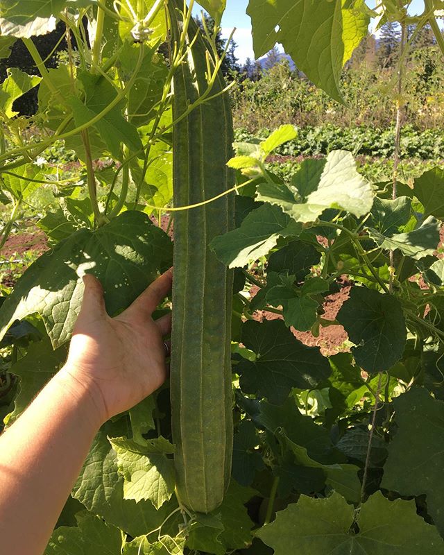 Good golly molly that&rsquo;s a big Luffa. Or is it? Never done this before so I don&rsquo;t know what the shrinkage is like.