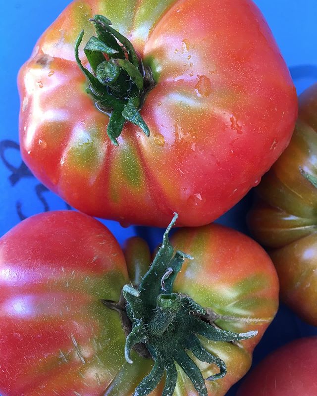 More tomato pics! Oh those colours