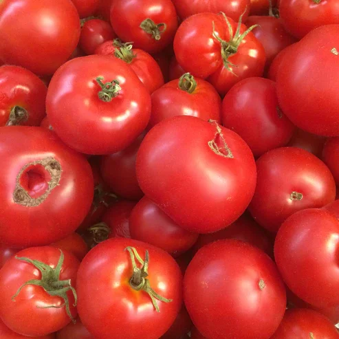 Early, prolific, small (3-4 oz) round red fruit with excellent sweet tart flavour. This is a classic rocket tomato that has been grown by Steve Horel at RockBottom Farm in Merville for 30+ years. Container friendly.   Determinate