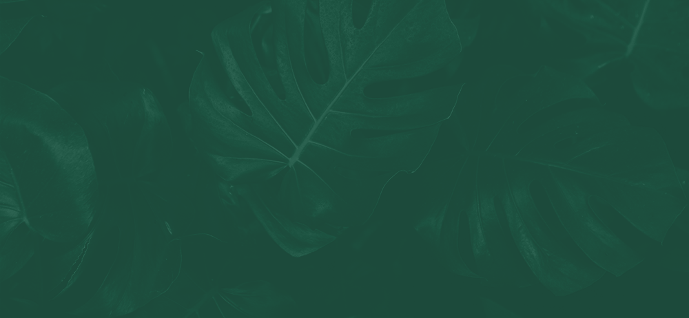 leaf_green_bckground.png
