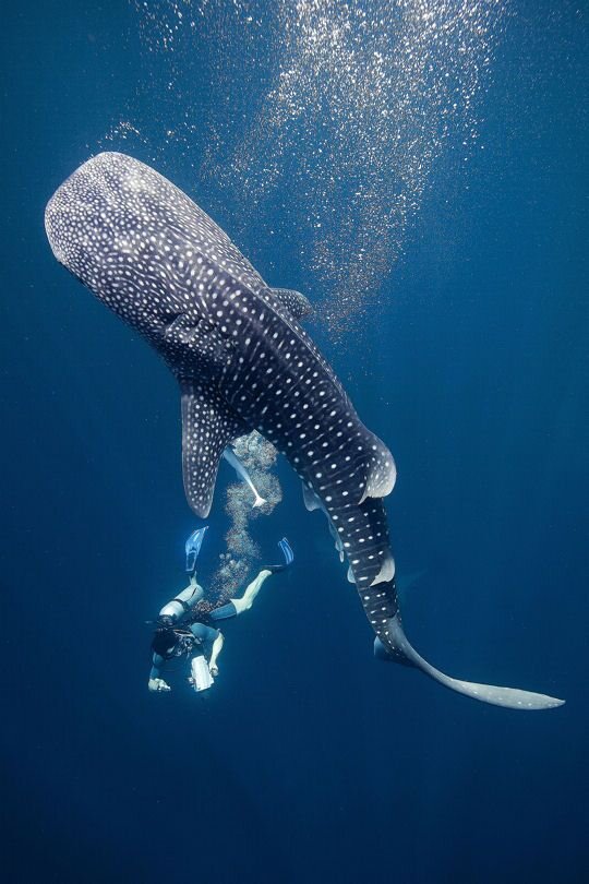 UKIO_VisualQuest_Mexico_WhaleShark.jpeg