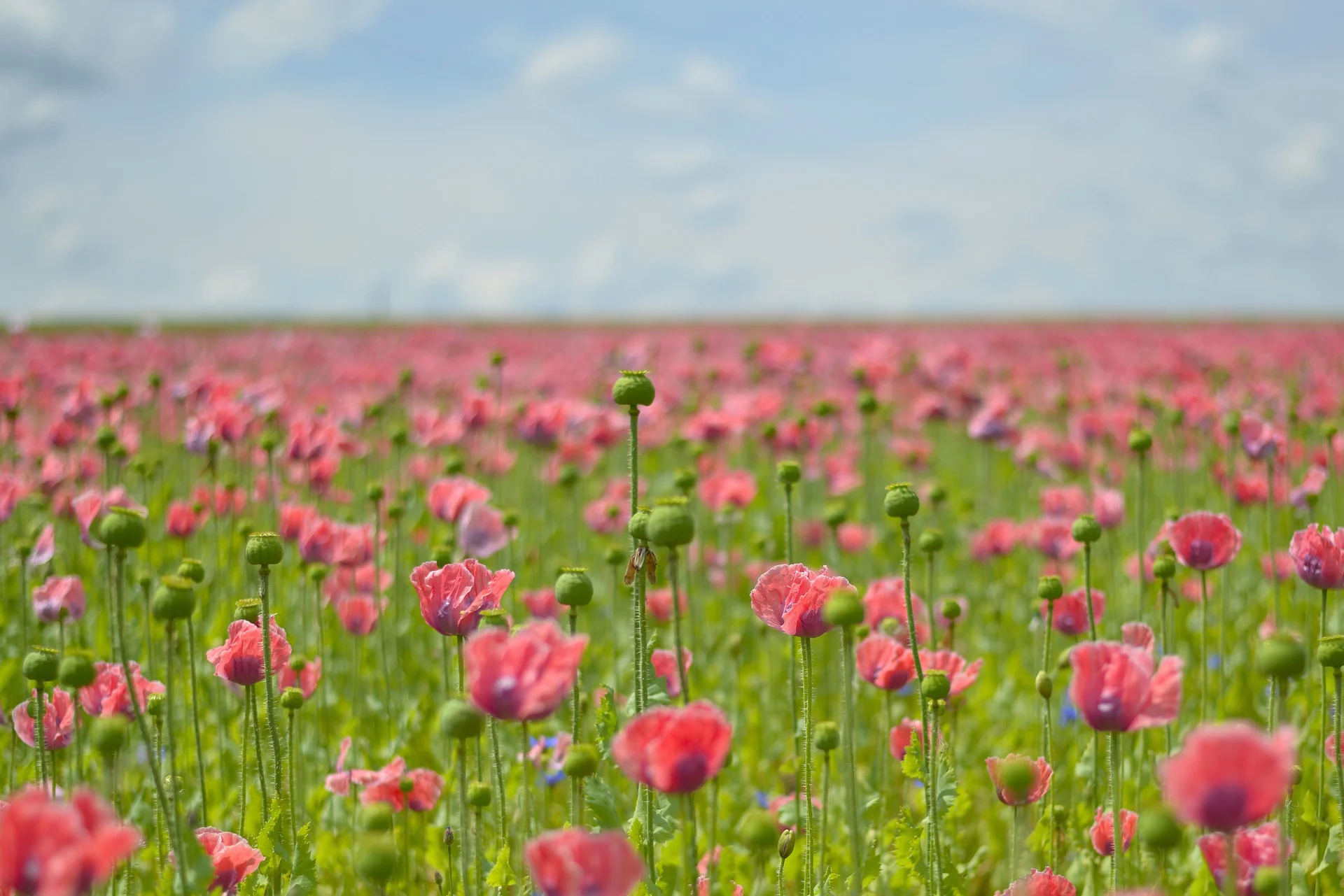 poppy-1814718_1920.jpg