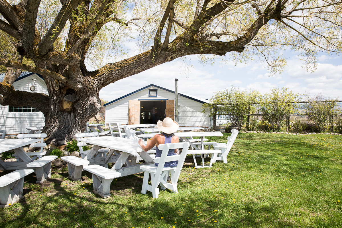 Picnic seating for 100 under the the tree outside Willow Hall