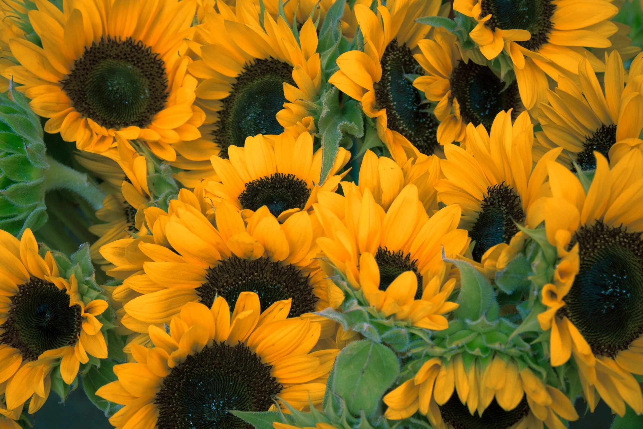 plant-field-flower-bloom-yellow-botanical-123752-pxhere.com.jpg