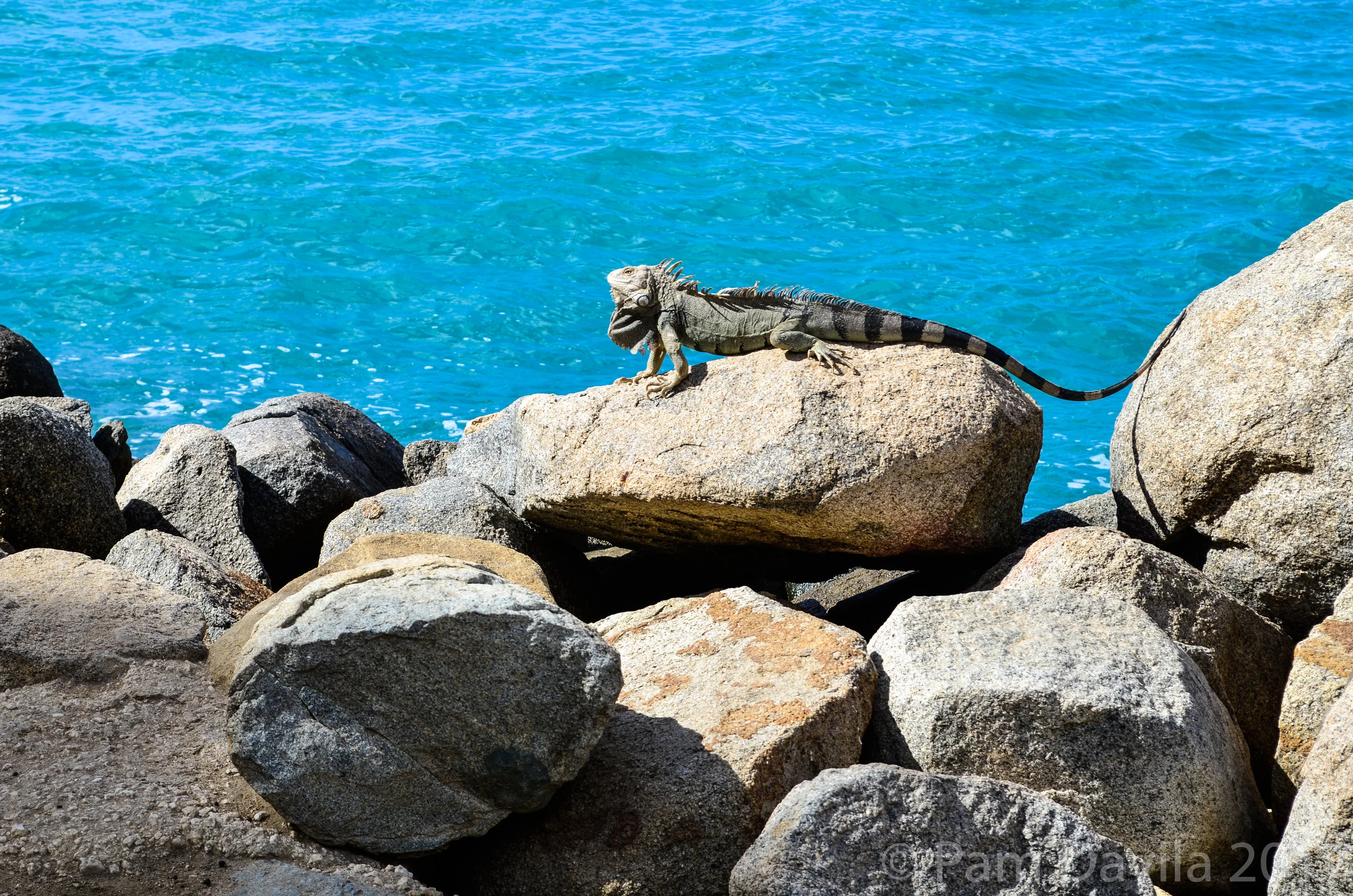 Iguana on rock