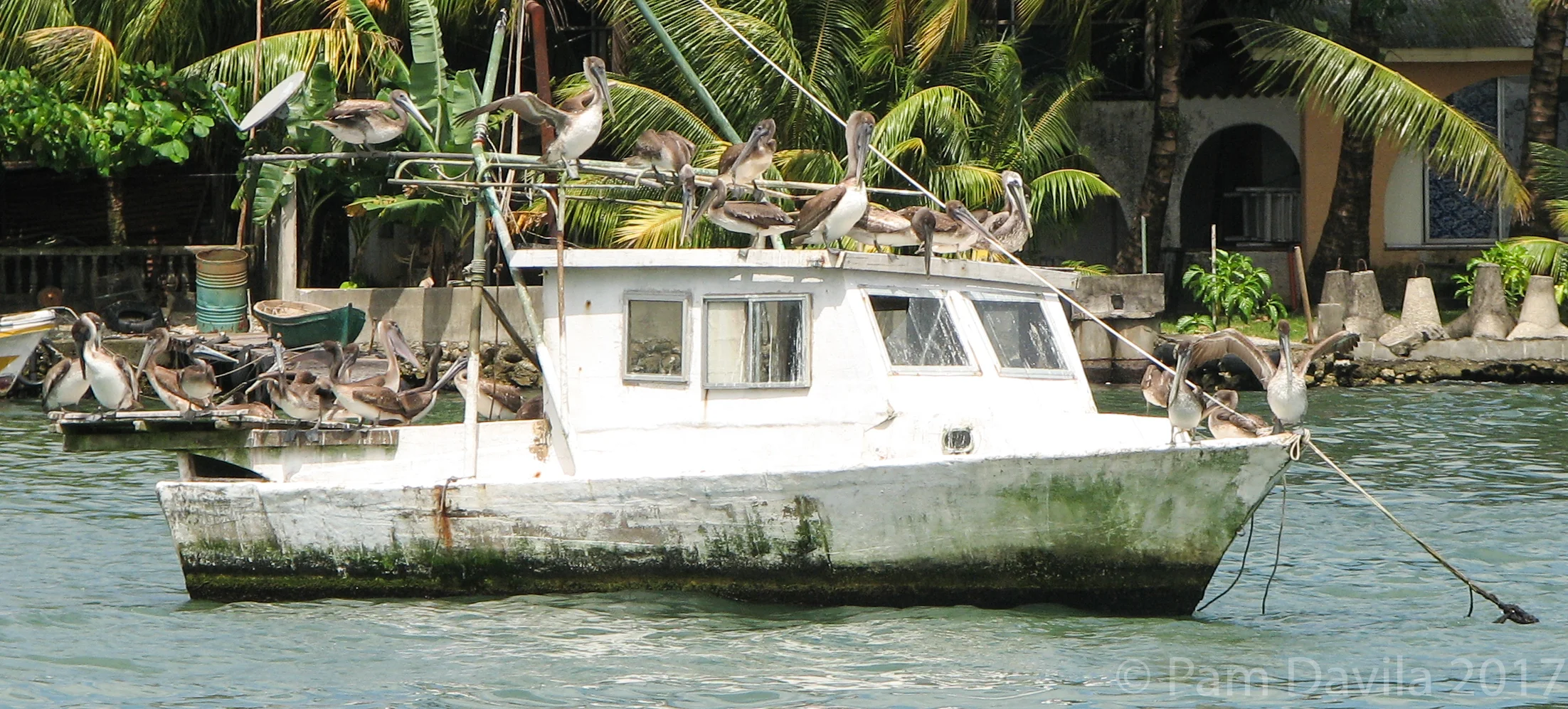 Pelican boat