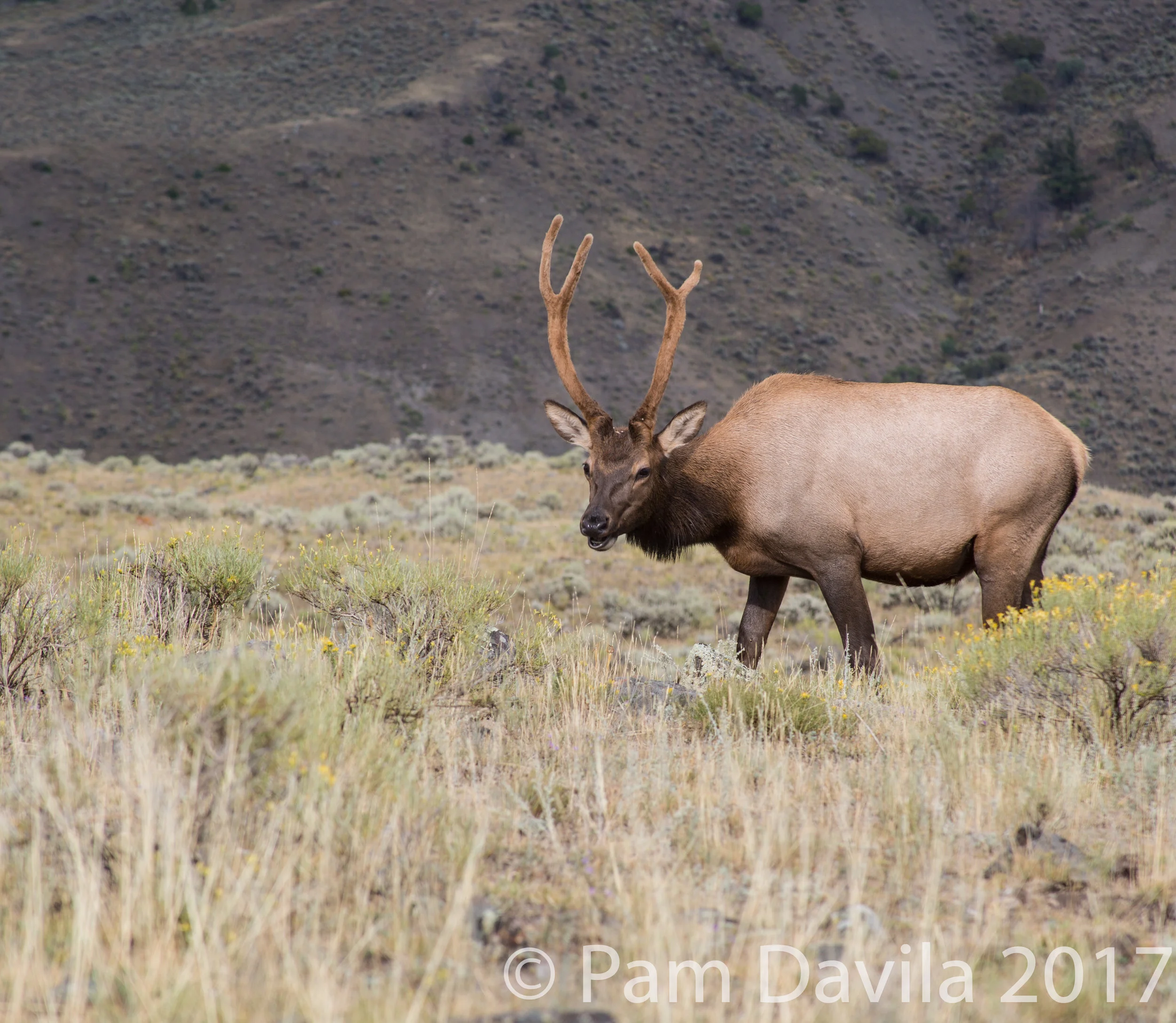 Young male elk 2