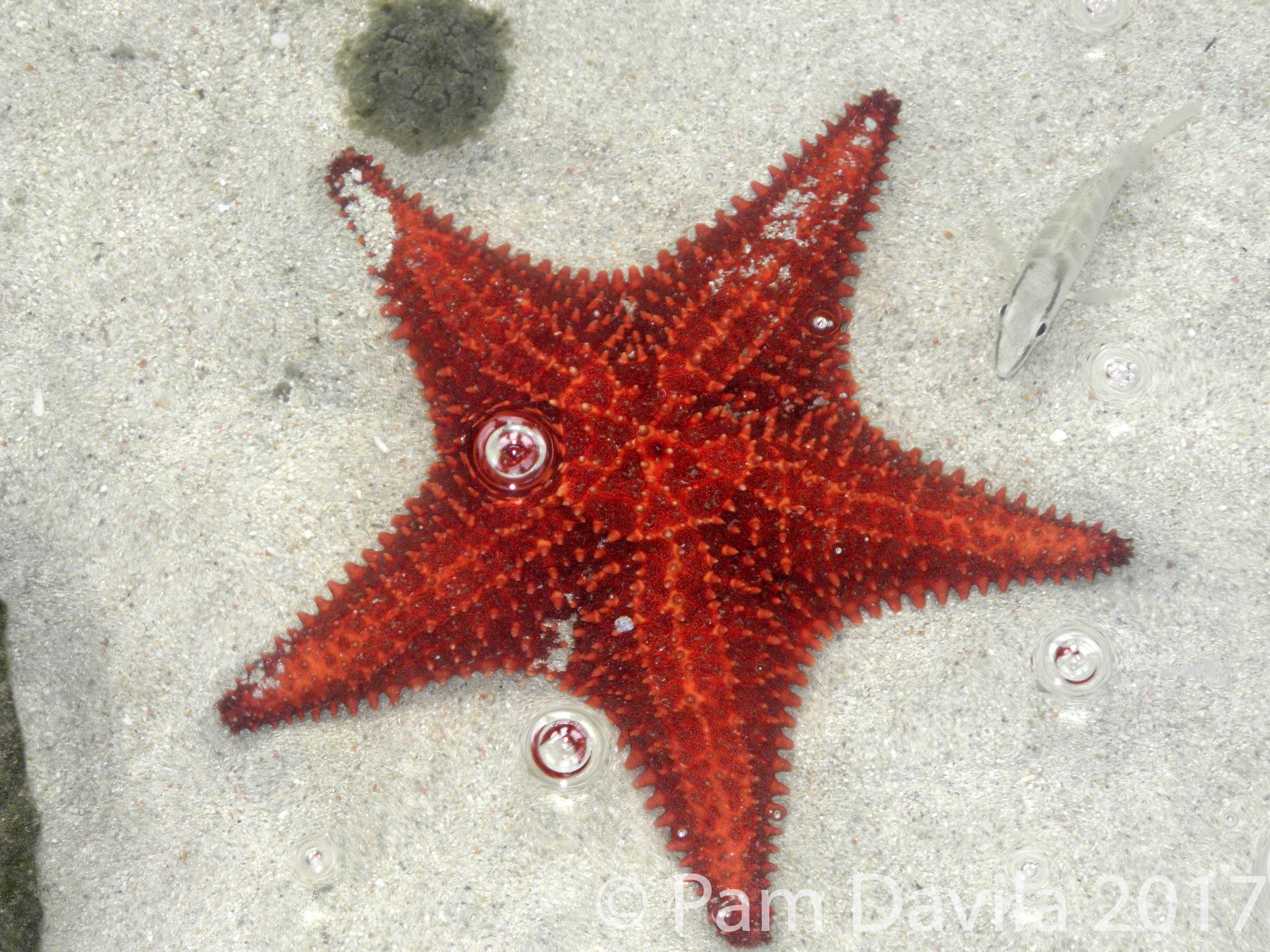 Starfish