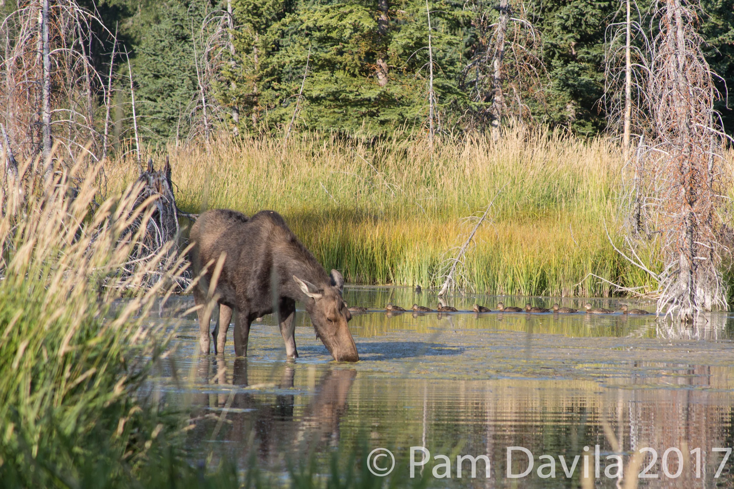 Moose and ducks