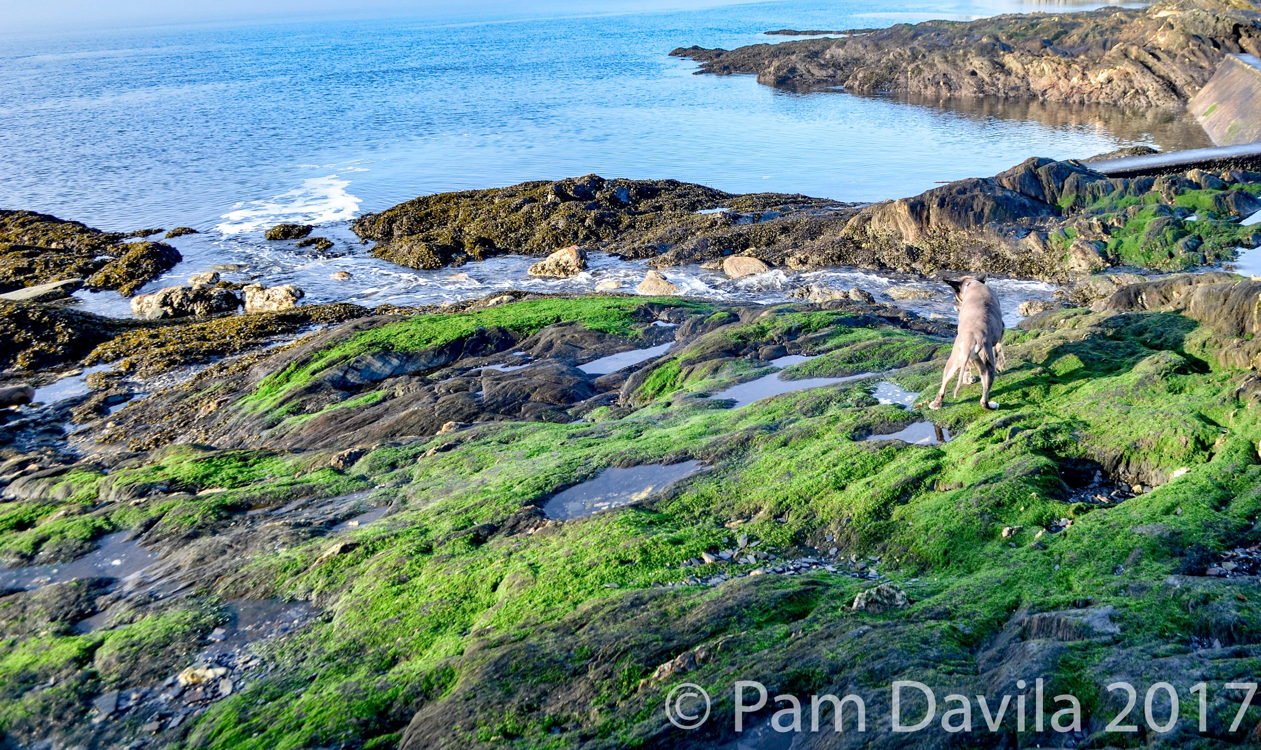 Sancho in the tidepools
