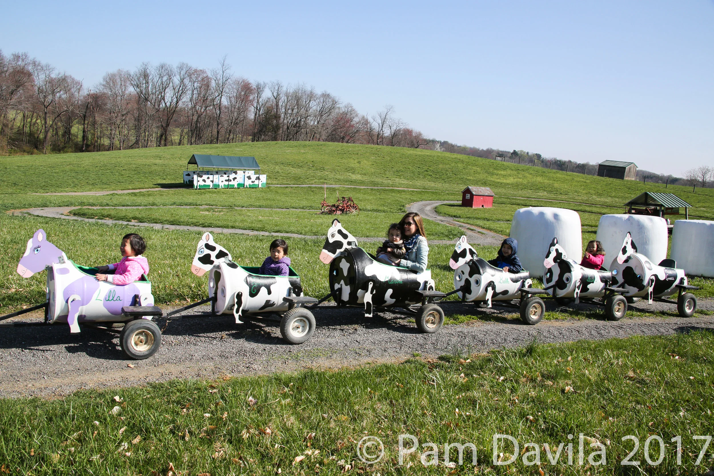 Cow train