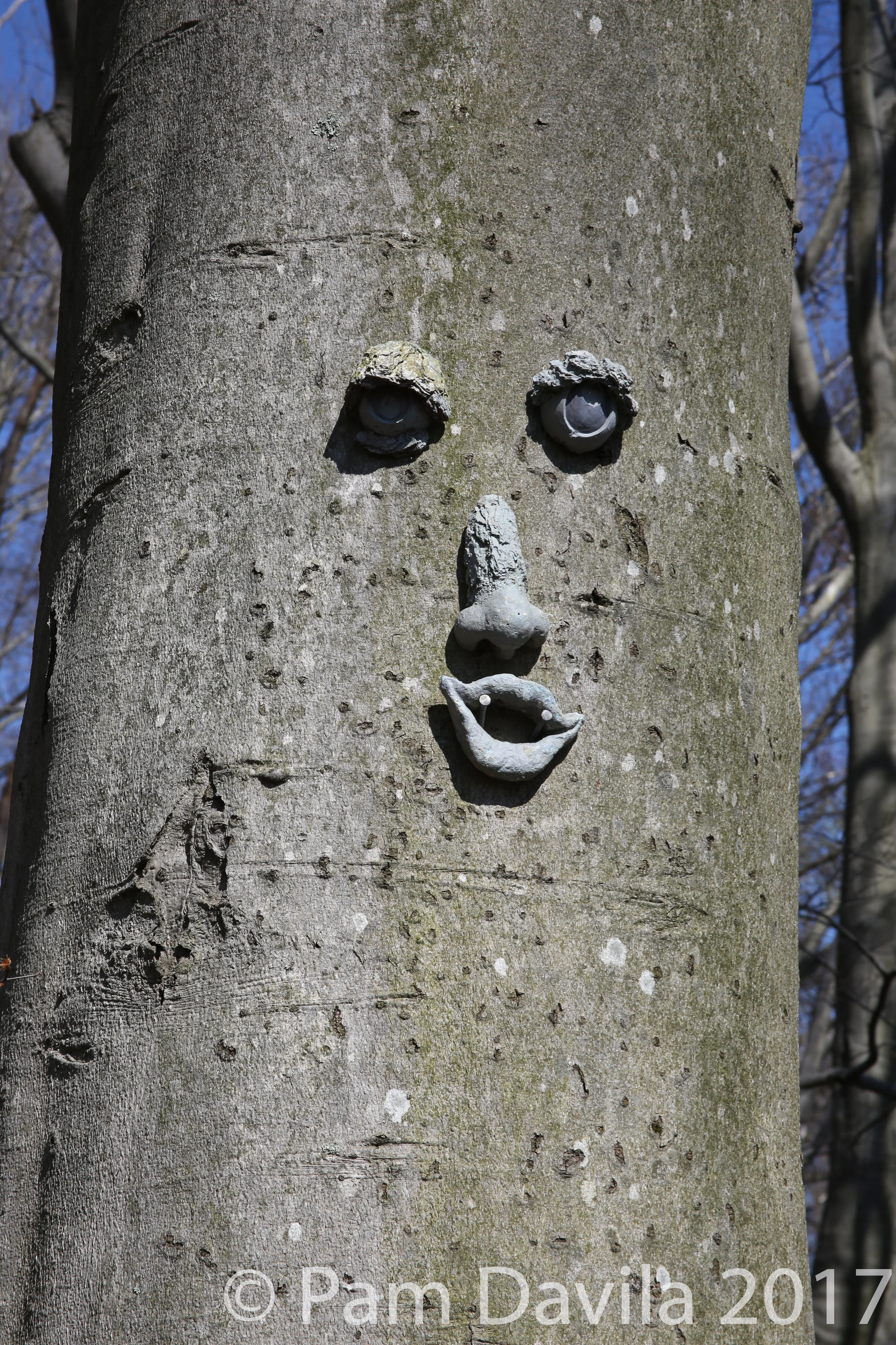 Tree Face
