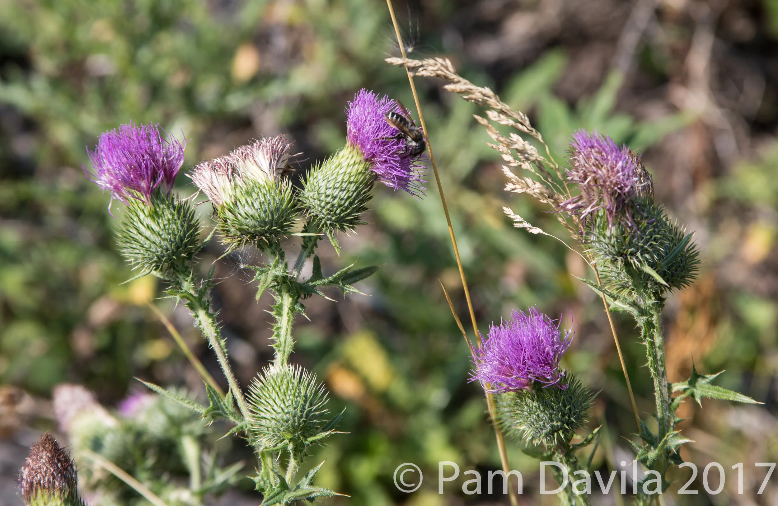 Bee on thistle