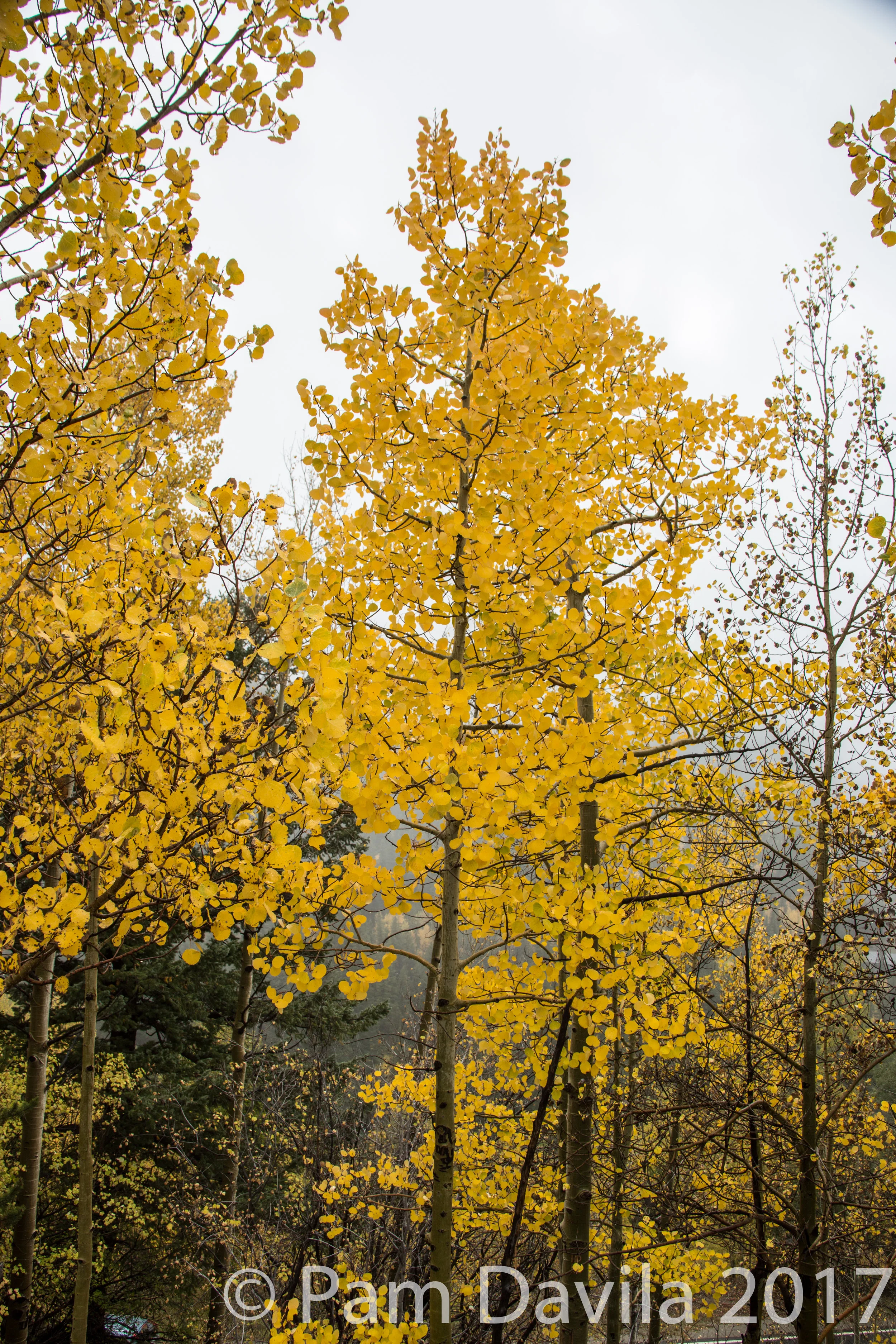 Aspen trees