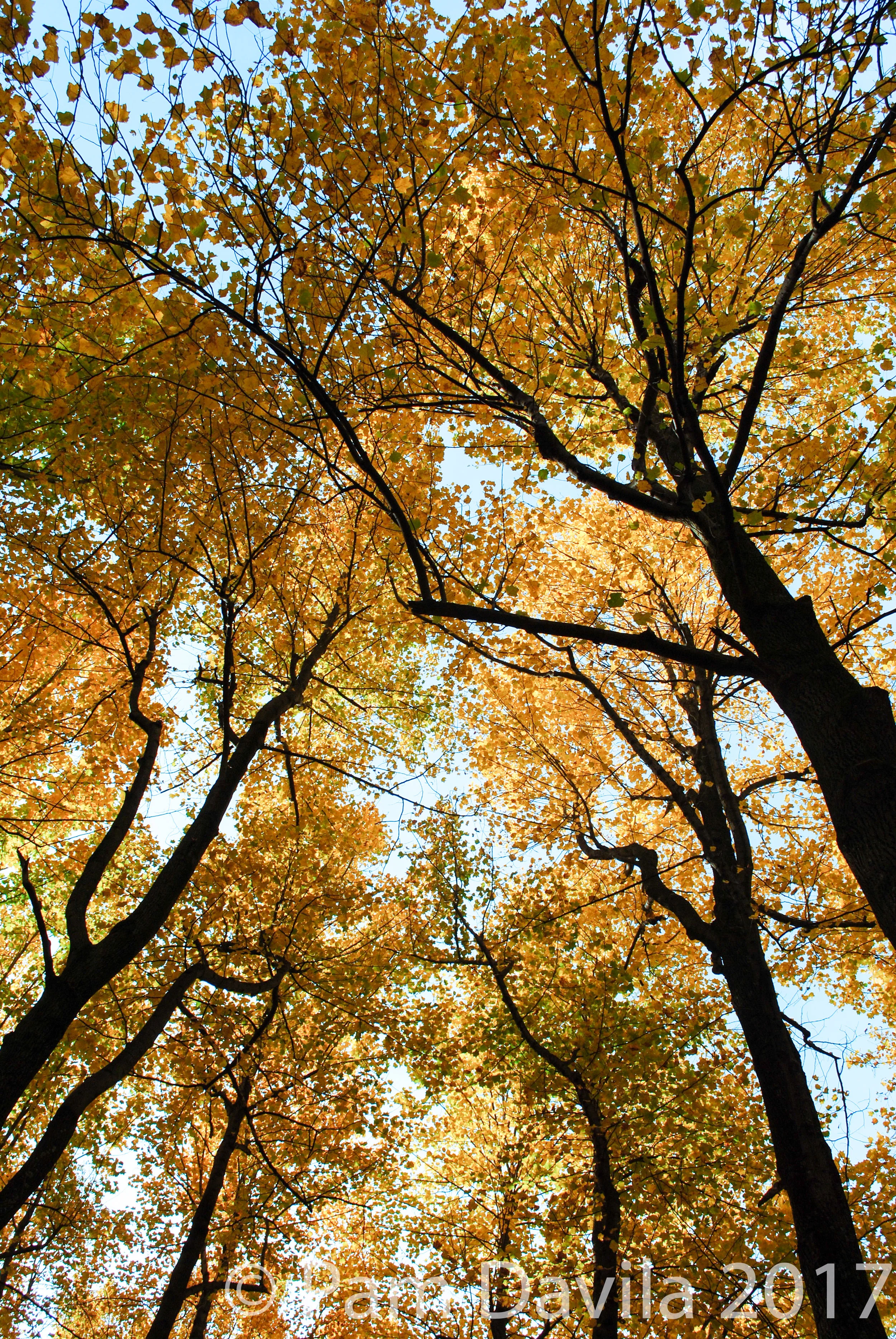 Fall canopy