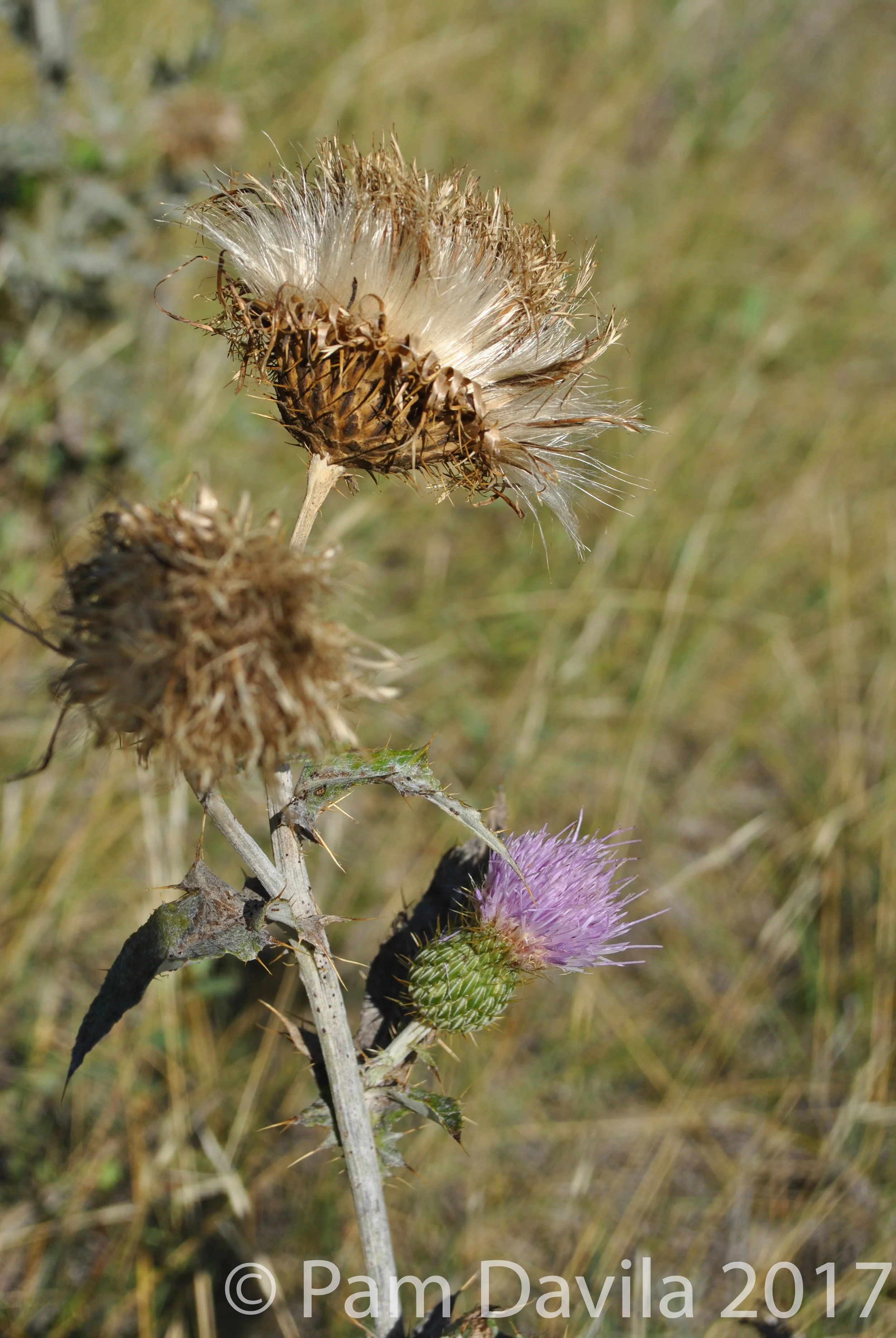 Thistle