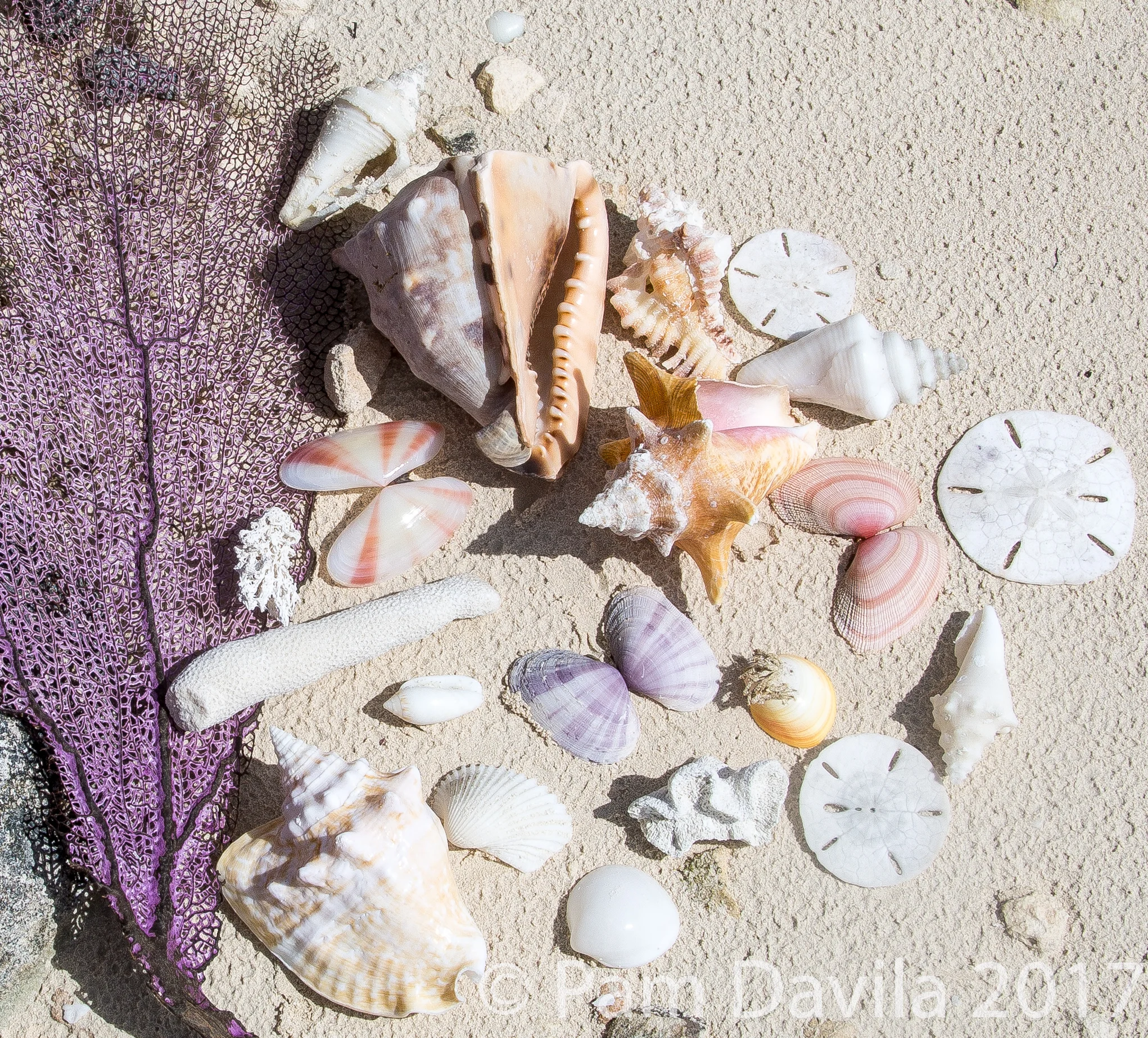 Seashells and coral