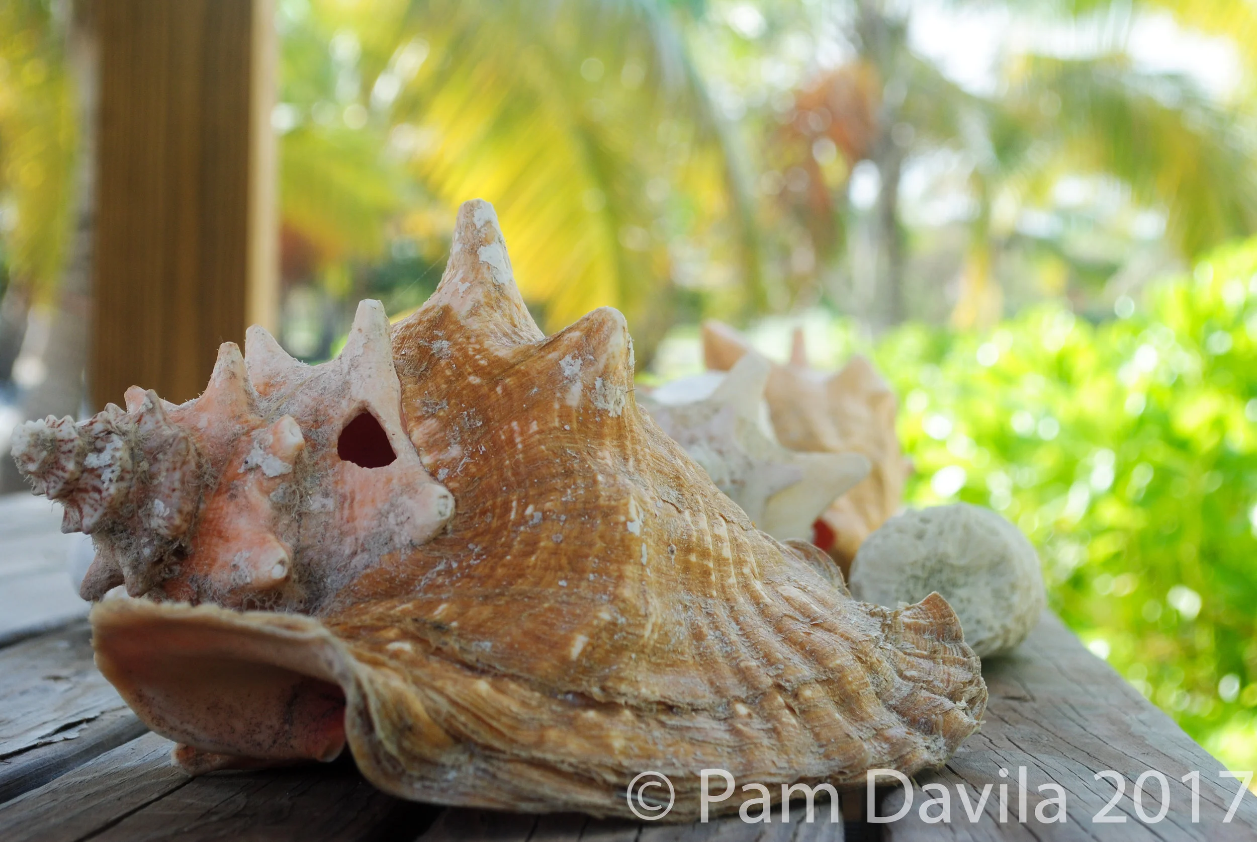Conch shells