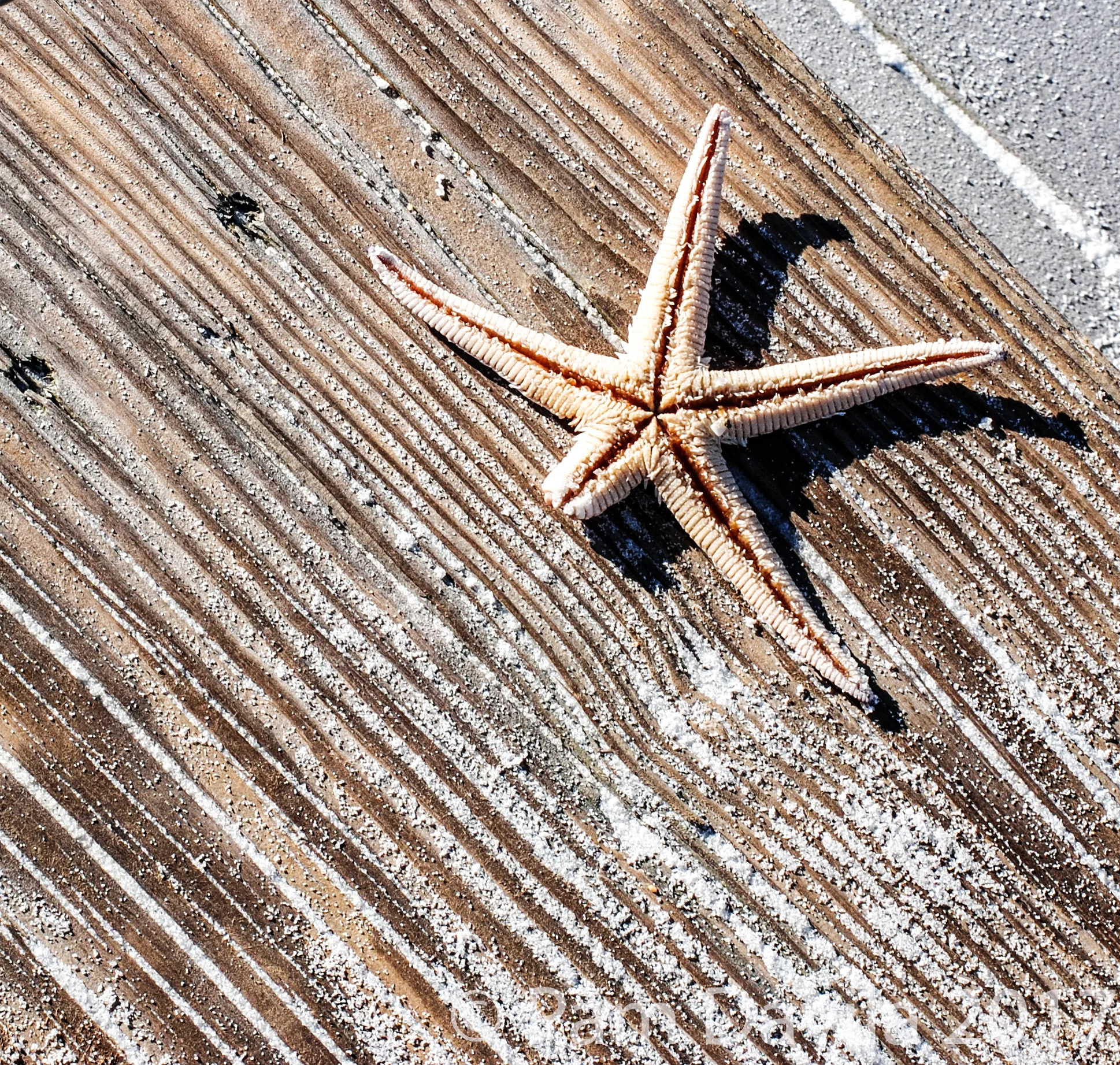 Starfish