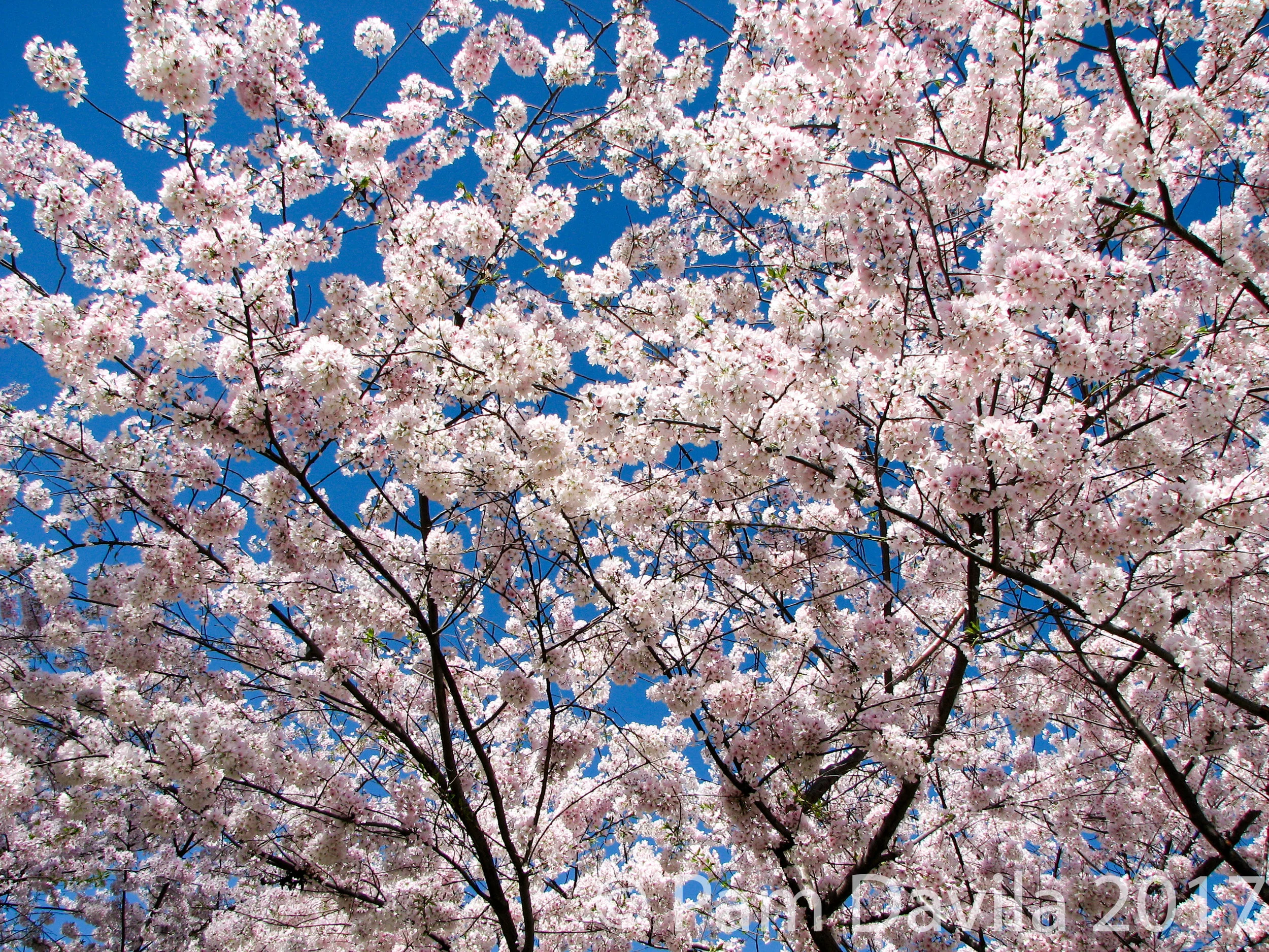 Cherry Blossoms
