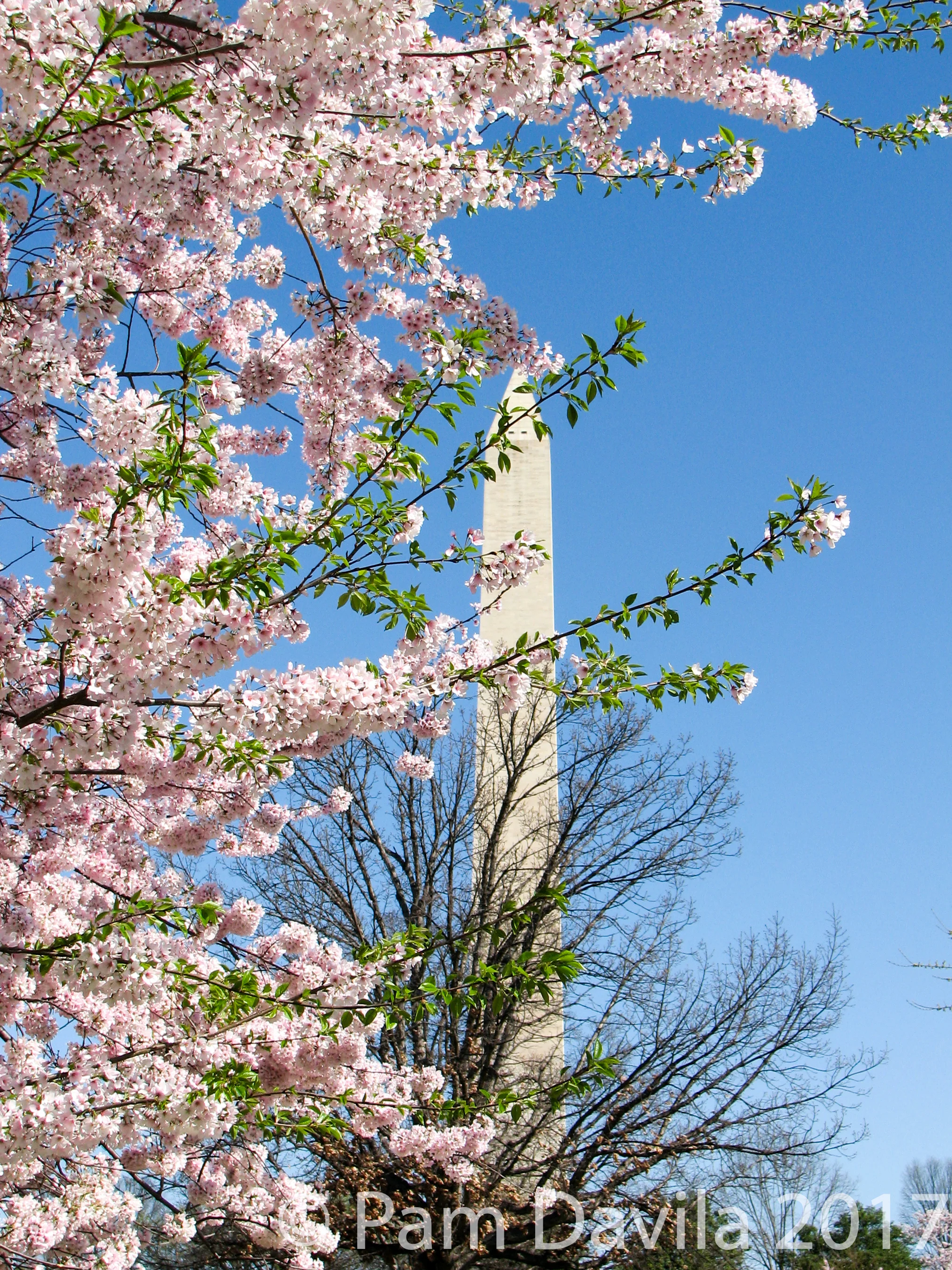 Washington Monument in the cherry blossoms